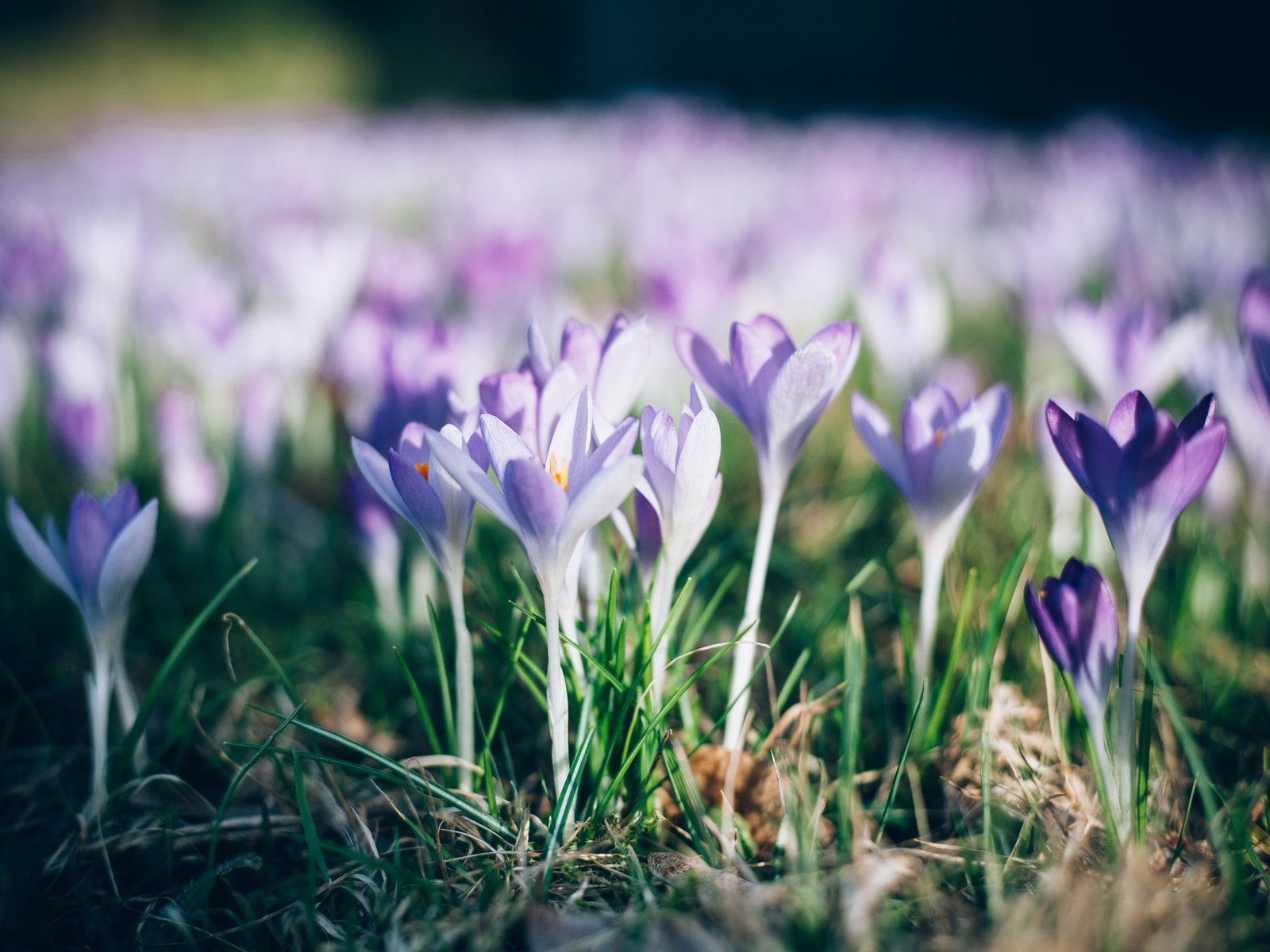 Обои цветы, трава, природа, лепестки, весна, крокусы, flowers, grass, nature, petals, spring, crocuses разрешение 4368x2912 Загрузить