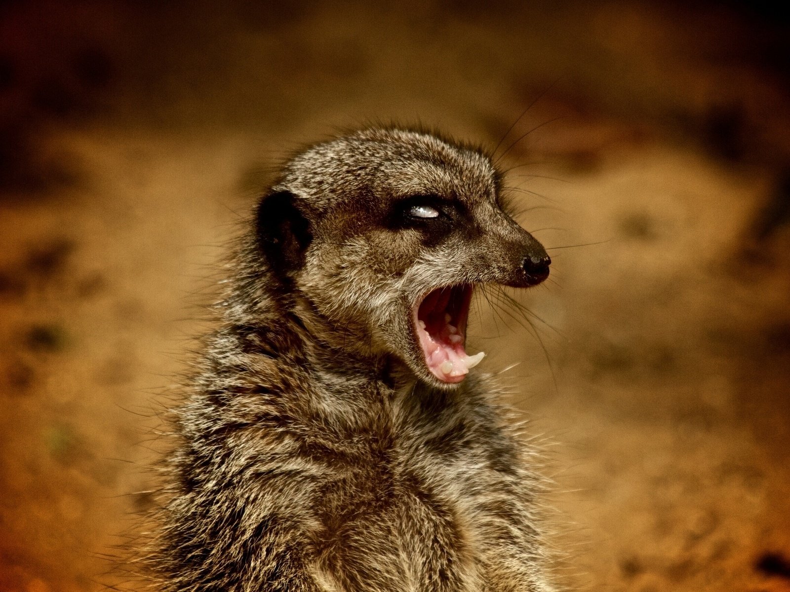 Обои морда, зубы, животное, дикая природа, сурикат, млекопитающее, face, teeth, animal, wildlife, meerkat, mammal разрешение 2048x1280 Загрузить