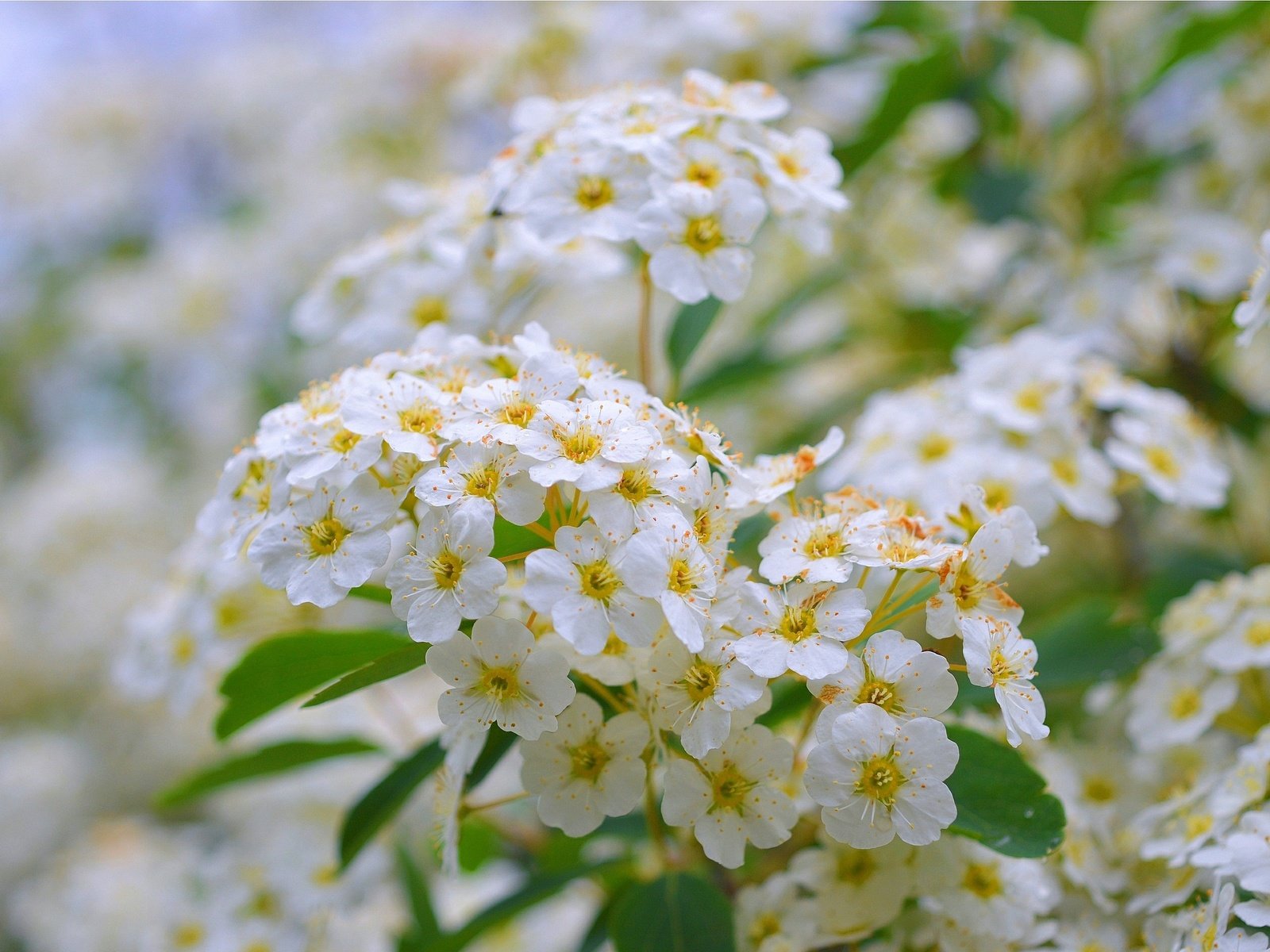 Обои цветы, цветение, белые, соцветия, боке, белые цветы, спирея, flowers, flowering, white, inflorescence, bokeh, white flowers, spiraea разрешение 3002x1894 Загрузить