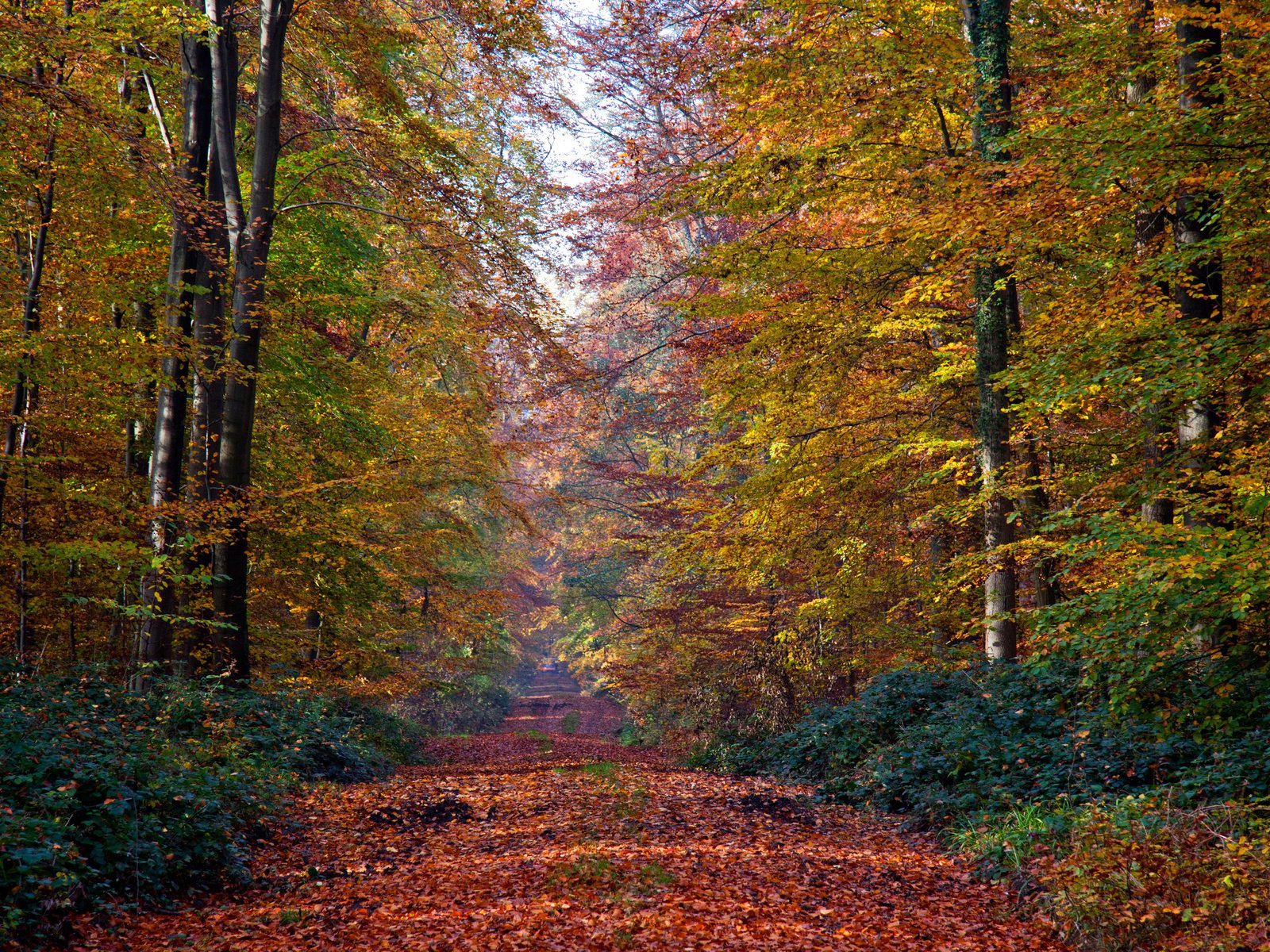 Обои деревья, природа, лес, листья, осень, тропа, trees, nature, forest, leaves, autumn, trail разрешение 3900x2600 Загрузить