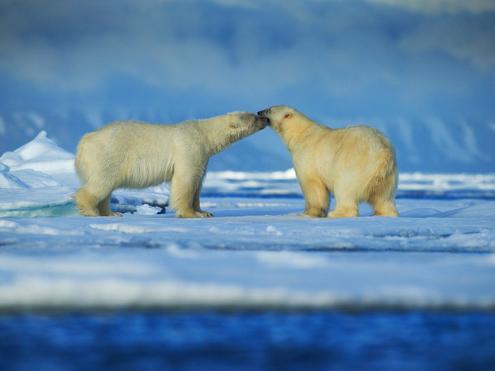 Обои снег, зима, животные, пара, медведи, белый медведь, snow, winter, animals, pair, bears, polar bear разрешение 6000x4000 Загрузить