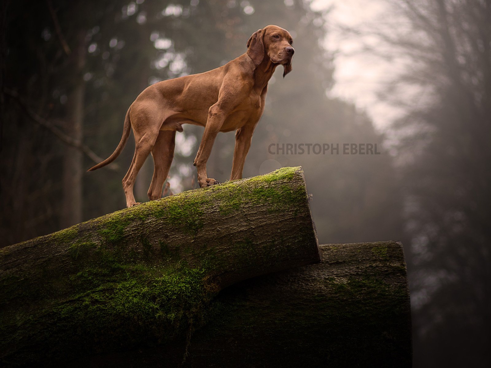 Обои природа, собака, мох, бревно, родезийский риджбек, риджбек, nature, dog, moss, log, rhodesian ridgeback, ridgeback разрешение 1920x1200 Загрузить