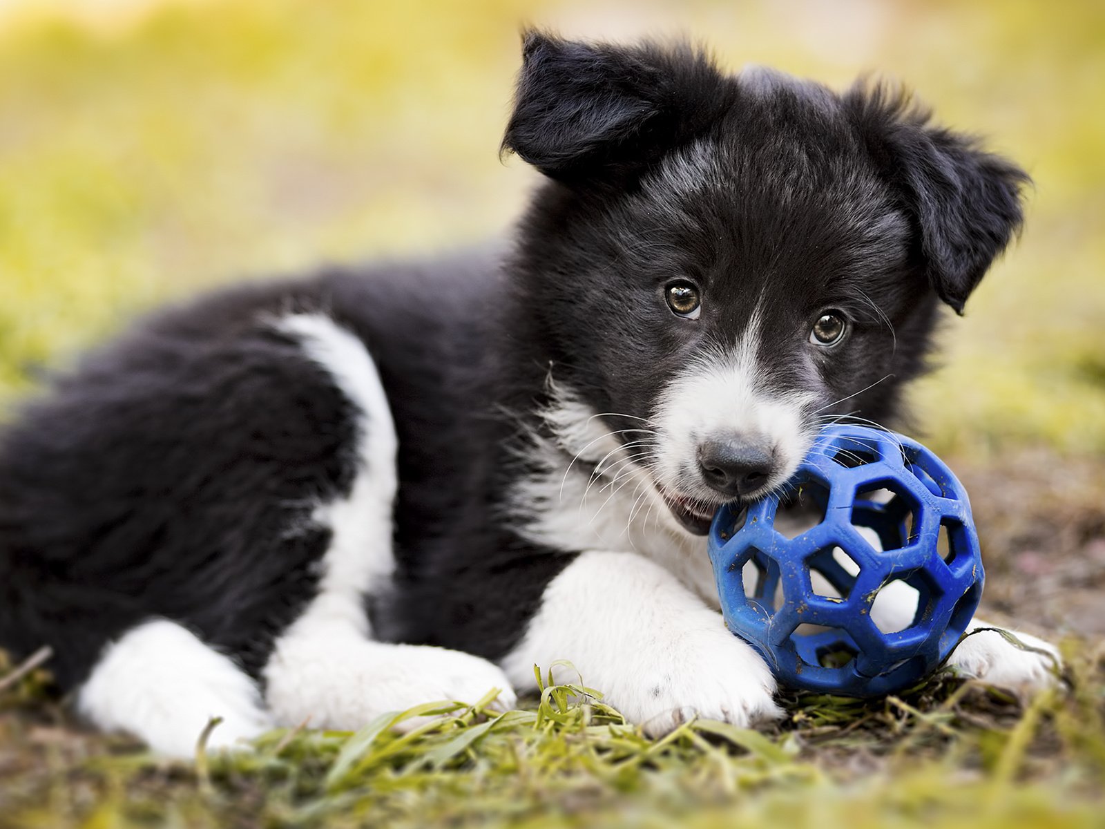 Обои собака, щенок, мяч, бордер-колли, dog, puppy, the ball, the border collie разрешение 1920x1200 Загрузить