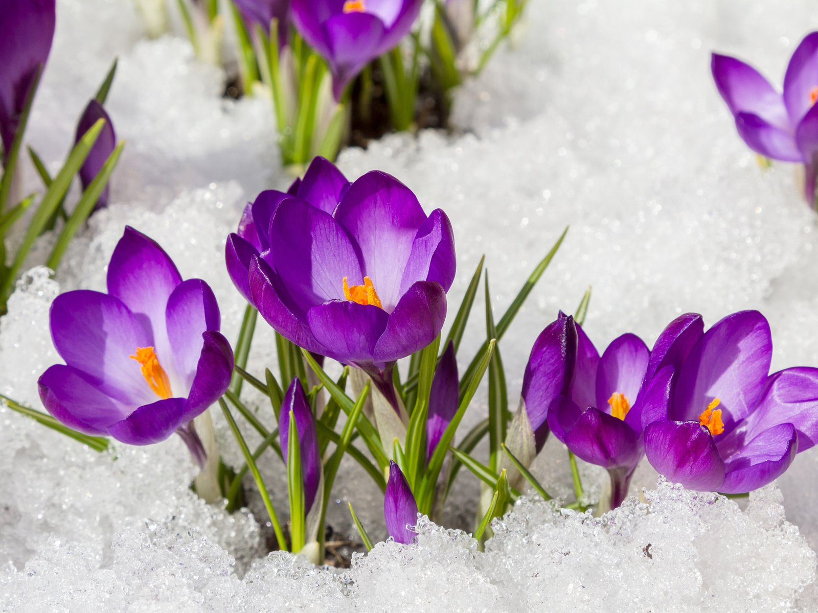 Обои цветы, снег, весна, крокусы, flowers, snow, spring, crocuses разрешение 3840x2400 Загрузить
