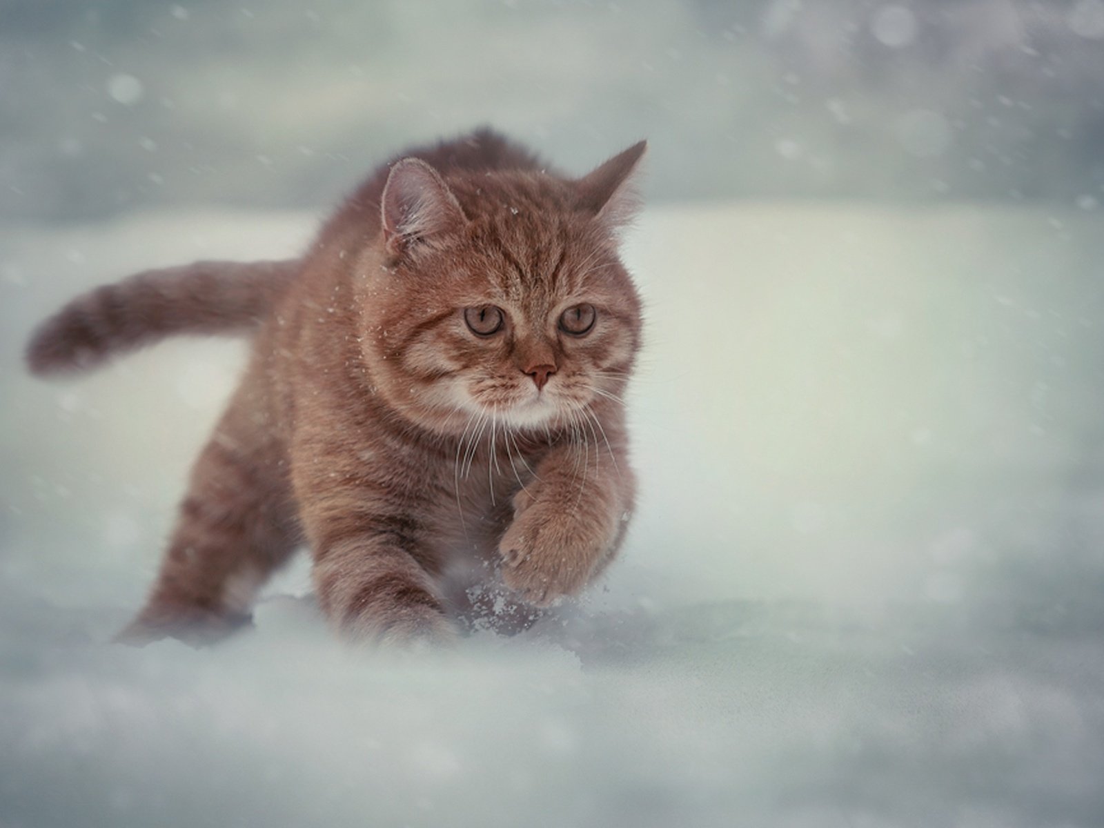 Обои снег, зима, кот, мордочка, усы, кошка, взгляд, бег, snow, winter, cat, muzzle, mustache, look, running разрешение 2048x1331 Загрузить