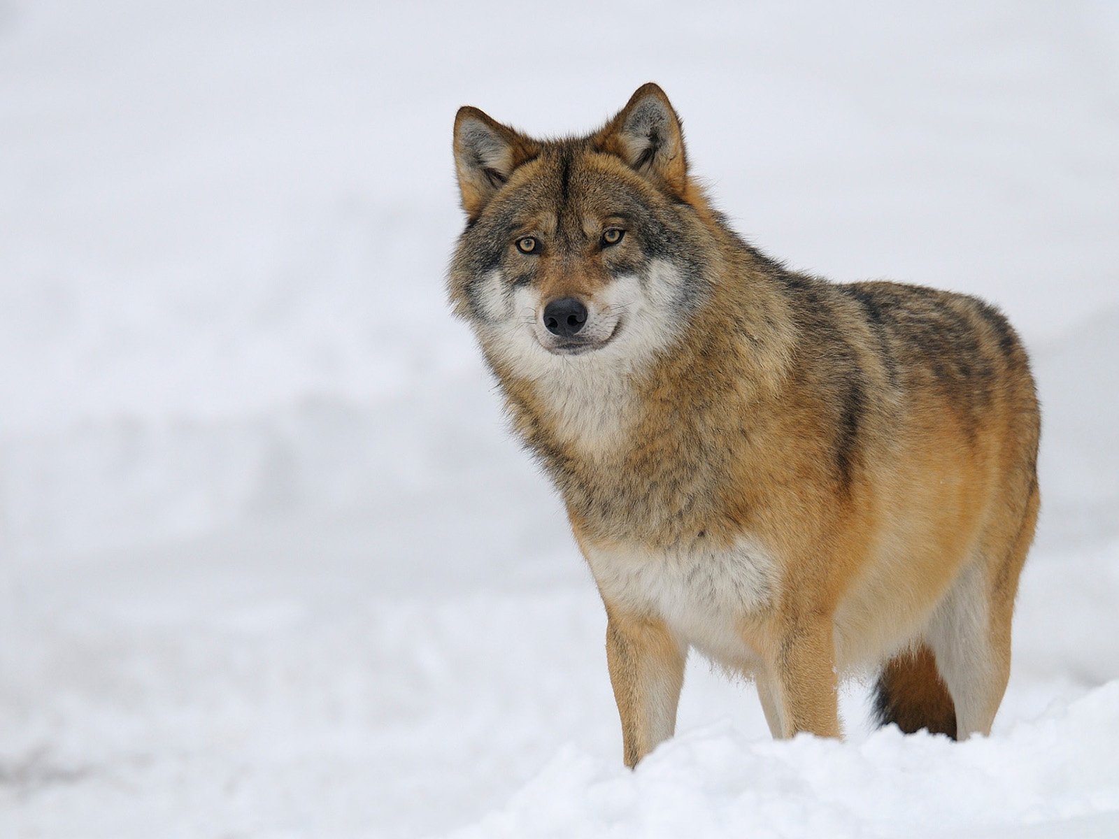 Обои снег, зима, хищник, волк, snow, winter, predator, wolf разрешение 1920x1200 Загрузить