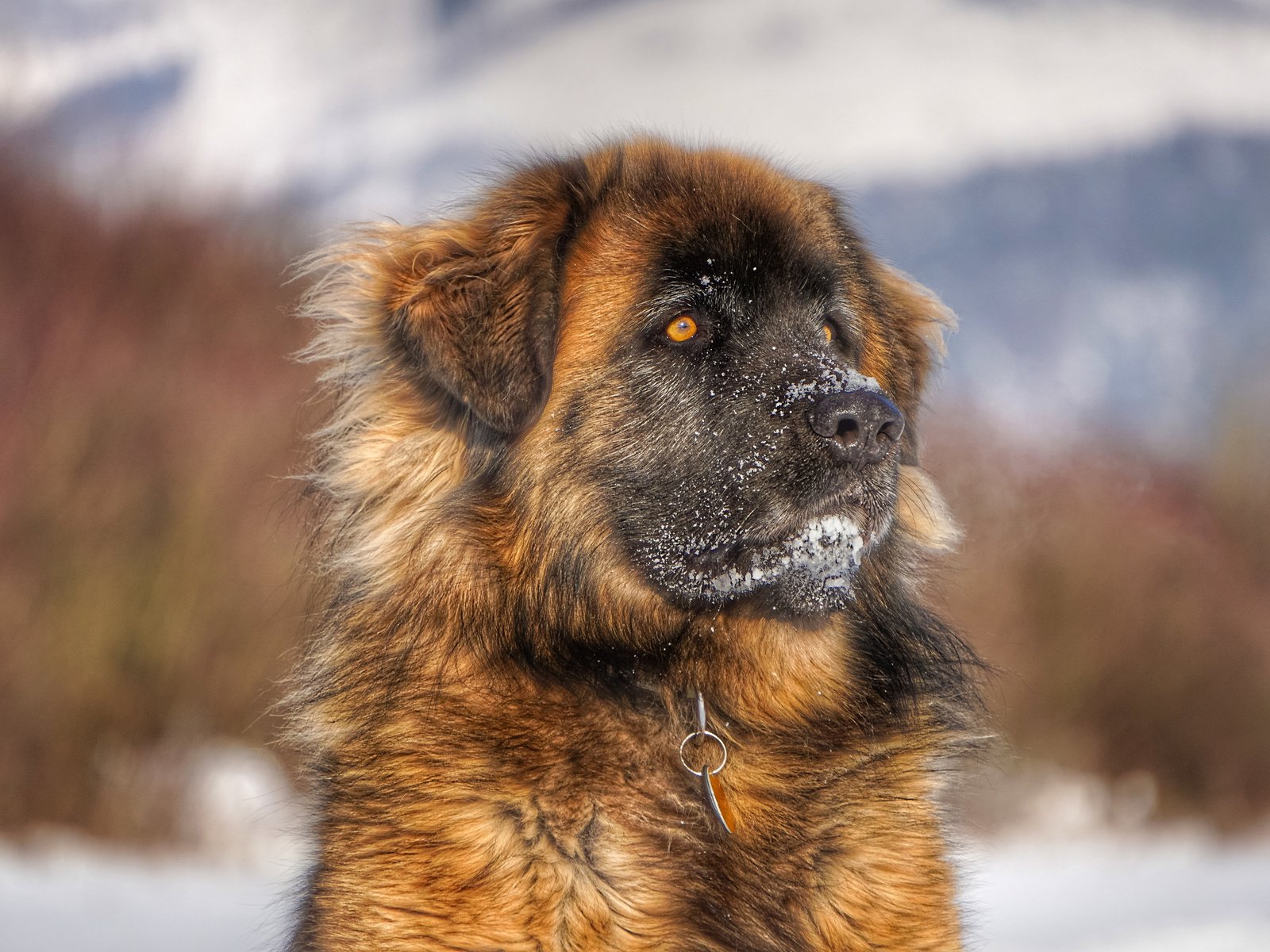 Обои морда, взгляд, собака, леонбергер, face, look, dog, leonberger разрешение 3840x2400 Загрузить