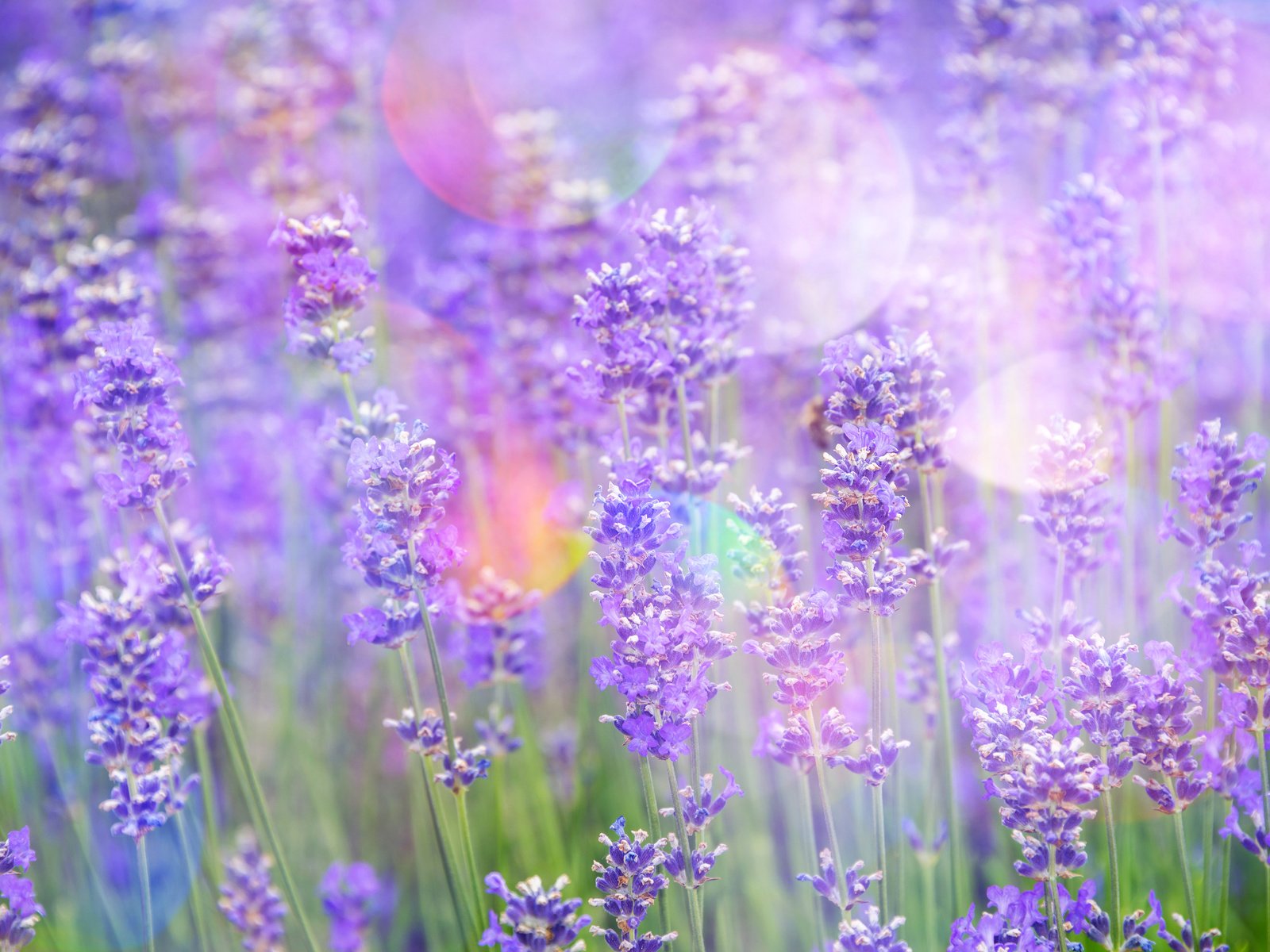 Обои цветы, лаванда, блики, стебли, растение, flowers, lavender, glare, stems, plant разрешение 4195x2800 Загрузить