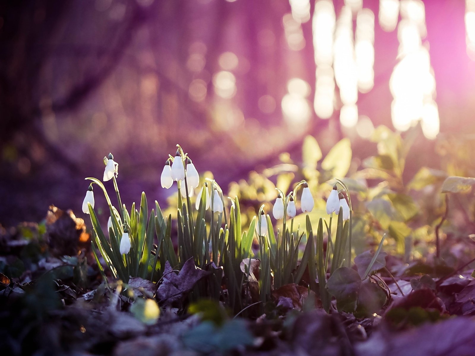 Обои цветы, весна, белые, подснежники, боке, flowers, spring, white, snowdrops, bokeh разрешение 2560x1600 Загрузить