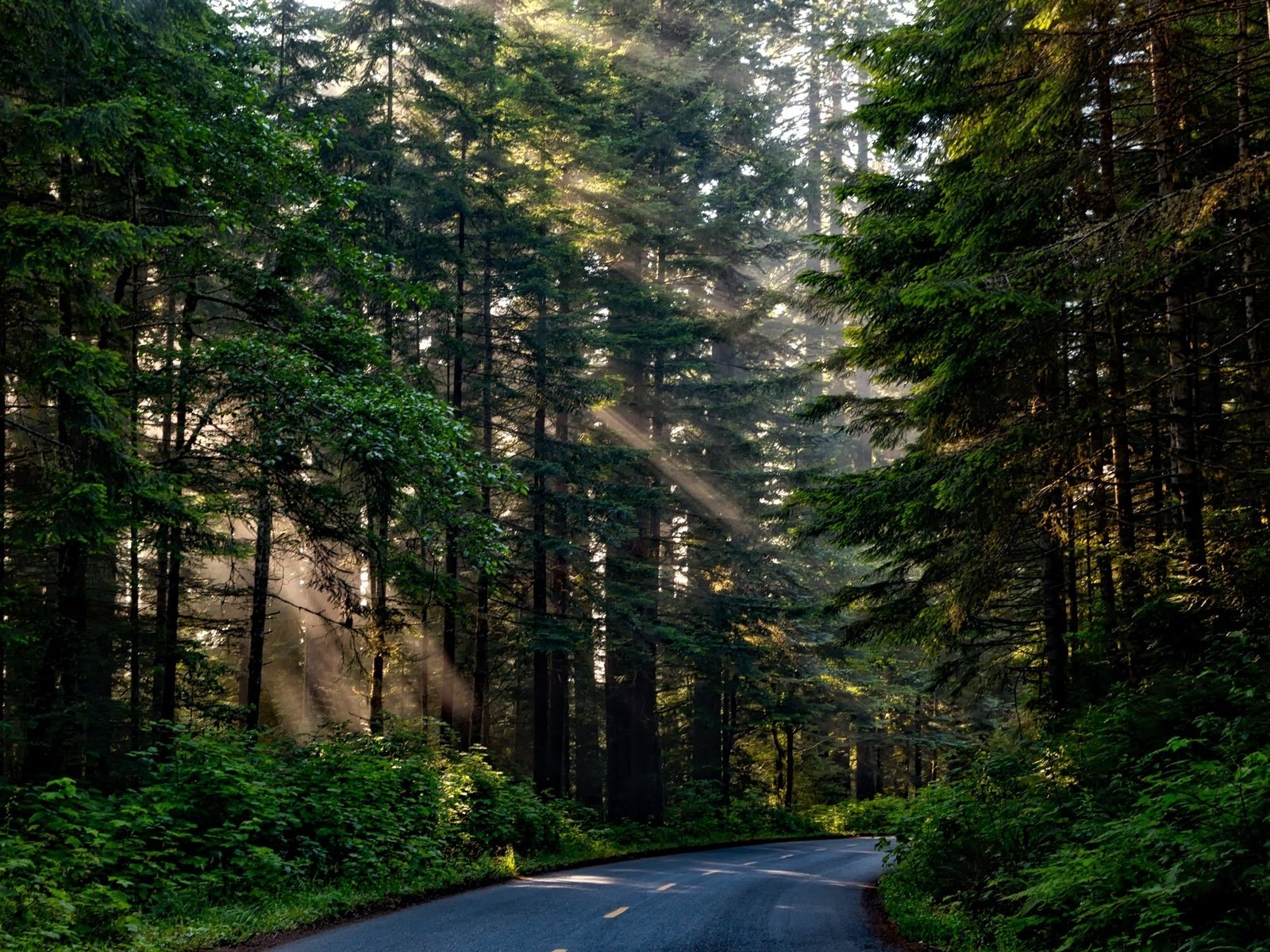 Обои дорога, деревья, природа, лес, ветки, солнечные лучи, road, trees, nature, forest, branches, the sun's rays разрешение 2201x1467 Загрузить