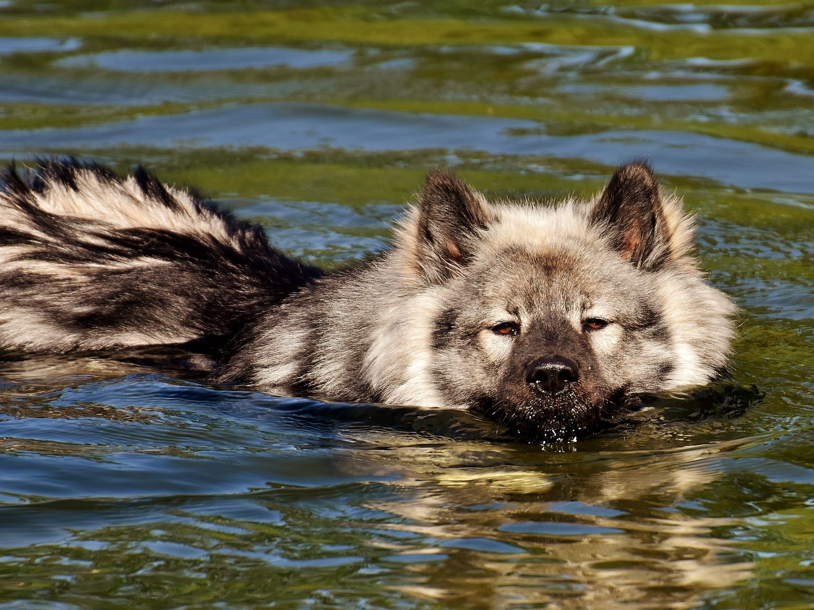 Обои мордочка, взгляд, собака, плывет, в воде, финский лаппхунд, muzzle, look, dog, floats, in the water, finnish lapphund разрешение 4268x2669 Загрузить