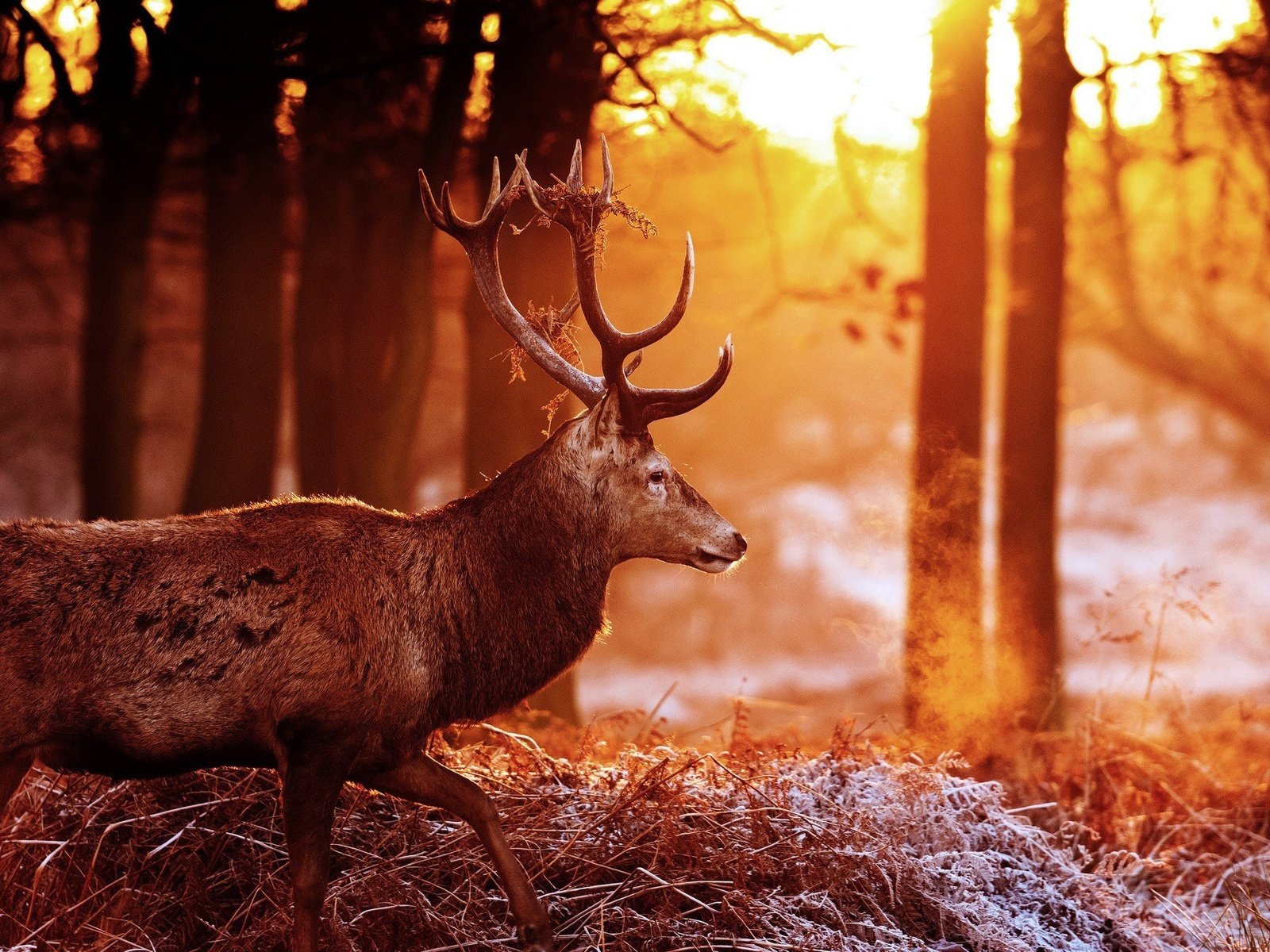 Обои деревья, лес, олень, блики, рога, солнечные лучи, trees, forest, deer, glare, horns, the sun's rays разрешение 2048x1360 Загрузить