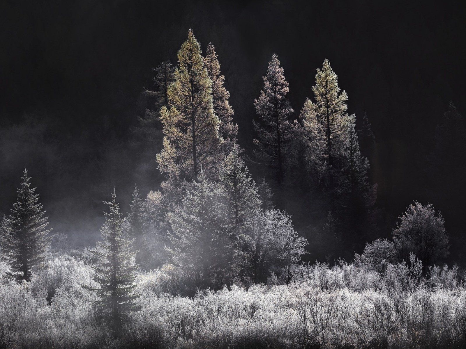 Обои деревья, природа, лес, туман, чёрно-белое, trees, nature, forest, fog, black and white разрешение 1920x1280 Загрузить