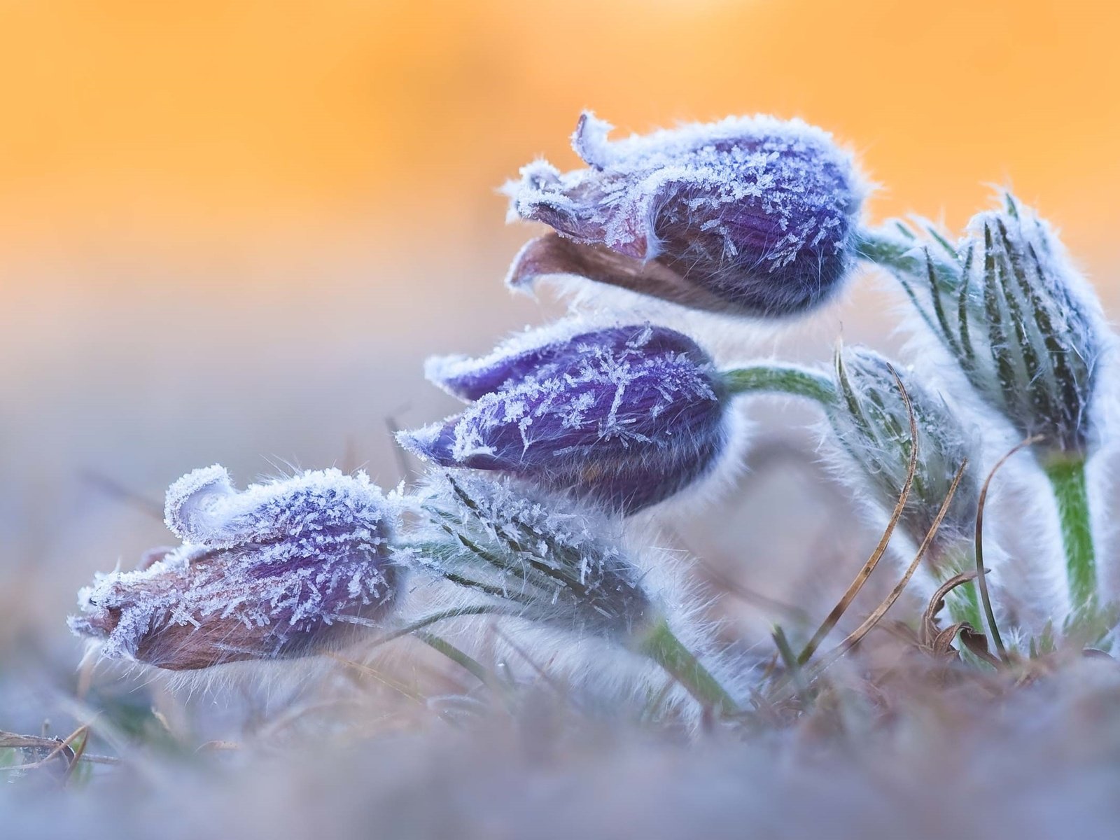 Обои цветы, природа, мороз, иней, весна, сон-трава, прострел, flowers, nature, frost, spring, sleep-grass, cross разрешение 2560x1592 Загрузить