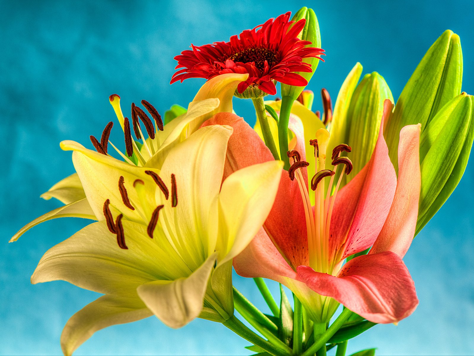 Обои цветы, бутоны, лепестки, букет, лилии, гербера, flowers, buds, petals, bouquet, lily, gerbera разрешение 2048x1360 Загрузить