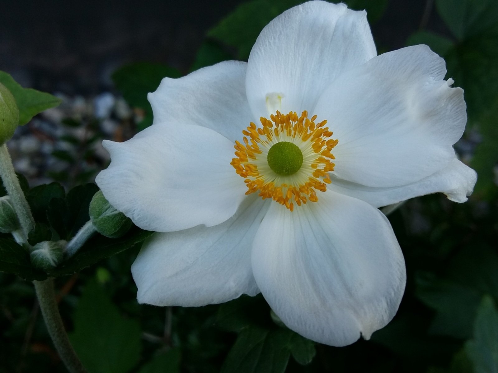 Обои макро, цветок, лепестки, белый, анемона, macro, flower, petals, white, anemone разрешение 3840x2160 Загрузить