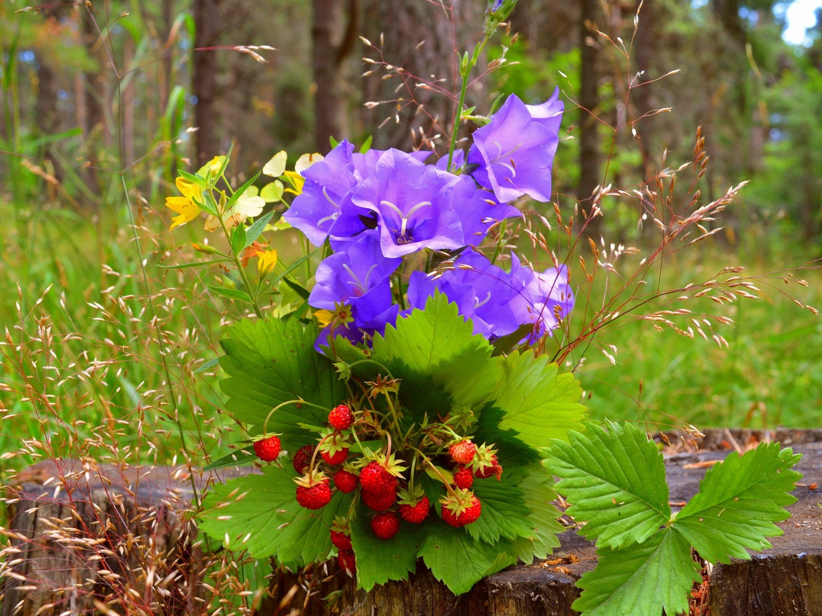 Обои цветы, трава, природа, ягоды, колокольчики, земляника, пенек, flowers, grass, nature, berries, bells, strawberries, stump разрешение 6016x3738 Загрузить