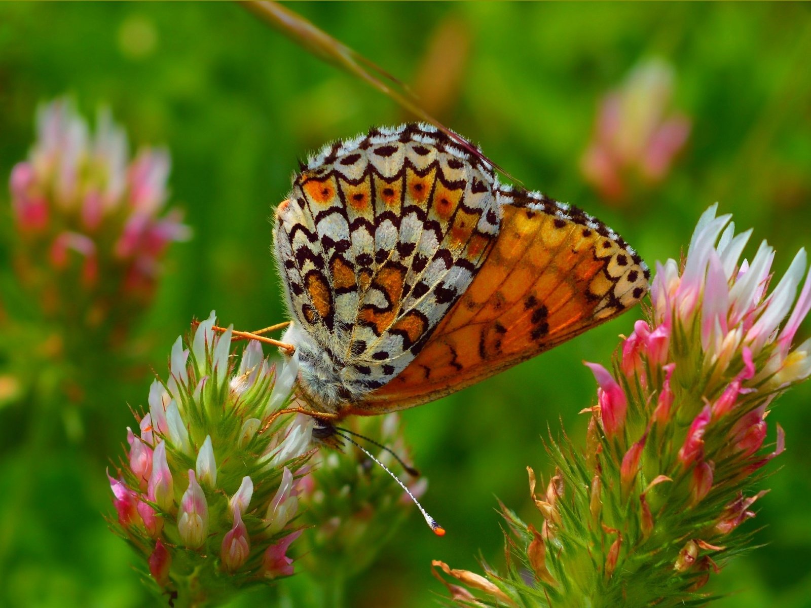 Обои цветы, макро, насекомое, бабочка, крылья, весна, flowers, macro, insect, butterfly, wings, spring разрешение 3004x1814 Загрузить