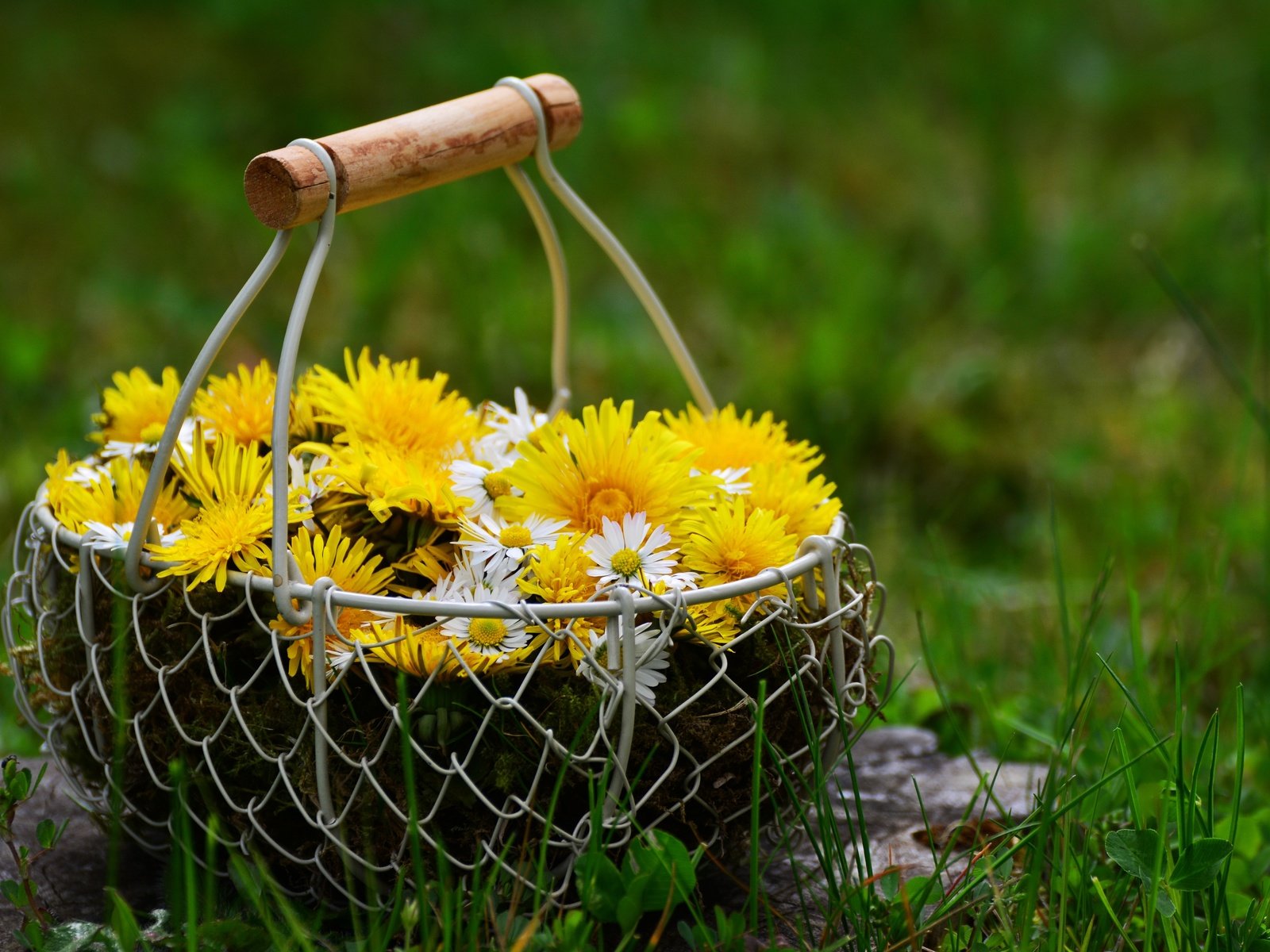 Обои цветы, трава, природа, весна, ромашки, одуванчики, корзинка, flowers, grass, nature, spring, chamomile, dandelions, basket разрешение 6000x4000 Загрузить