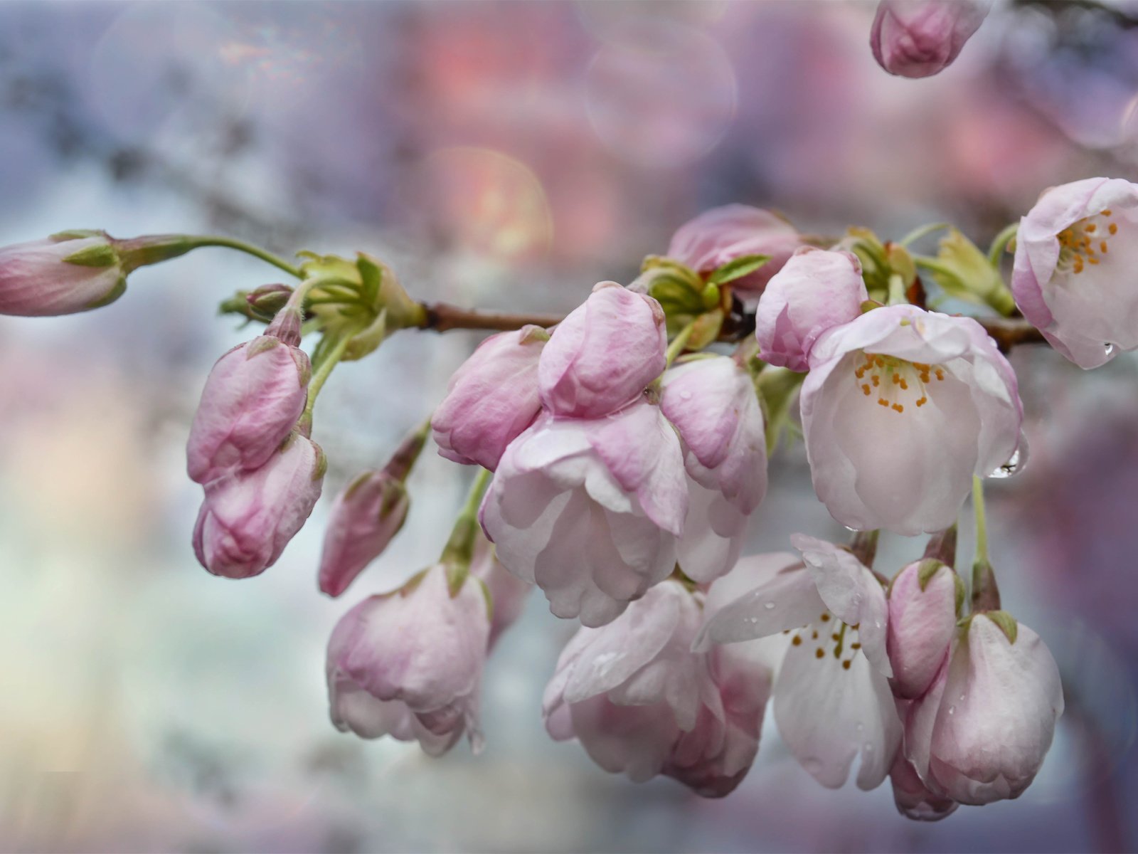 Обои цветы, вода, ветка, цветение, капли, весна, боке, flowers, water, branch, flowering, drops, spring, bokeh разрешение 6016x3905 Загрузить