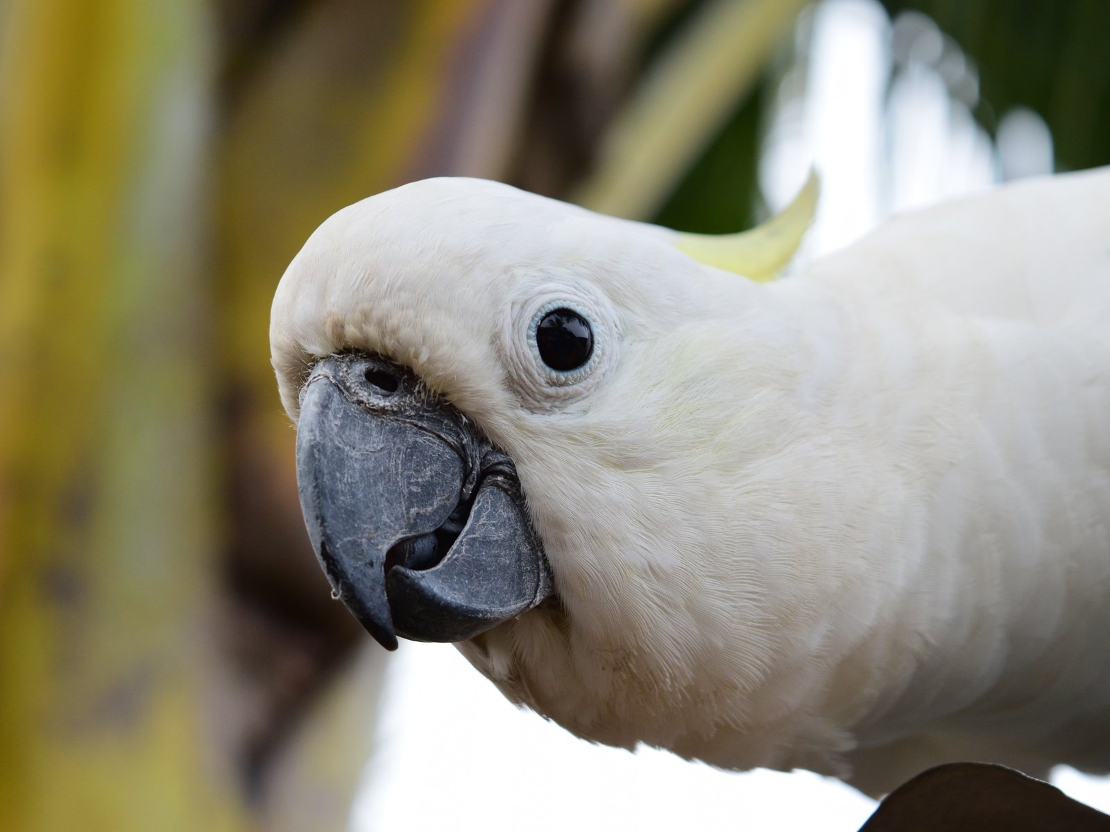 Обои взгляд, птица, клюв, попугай, какаду, look, bird, beak, parrot, cockatoo разрешение 4496x3000 Загрузить