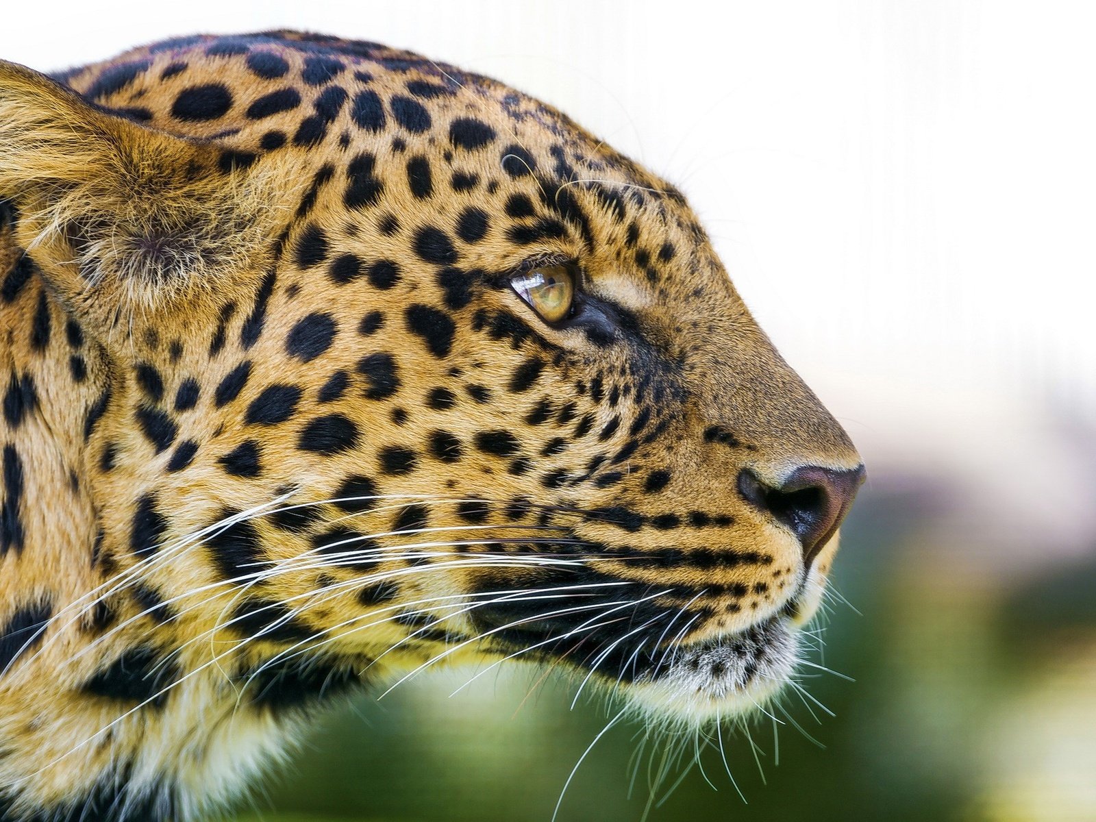 Обои морда, леопард, хищник, профиль, большая кошка, face, leopard, predator, profile, big cat разрешение 2560x1440 Загрузить