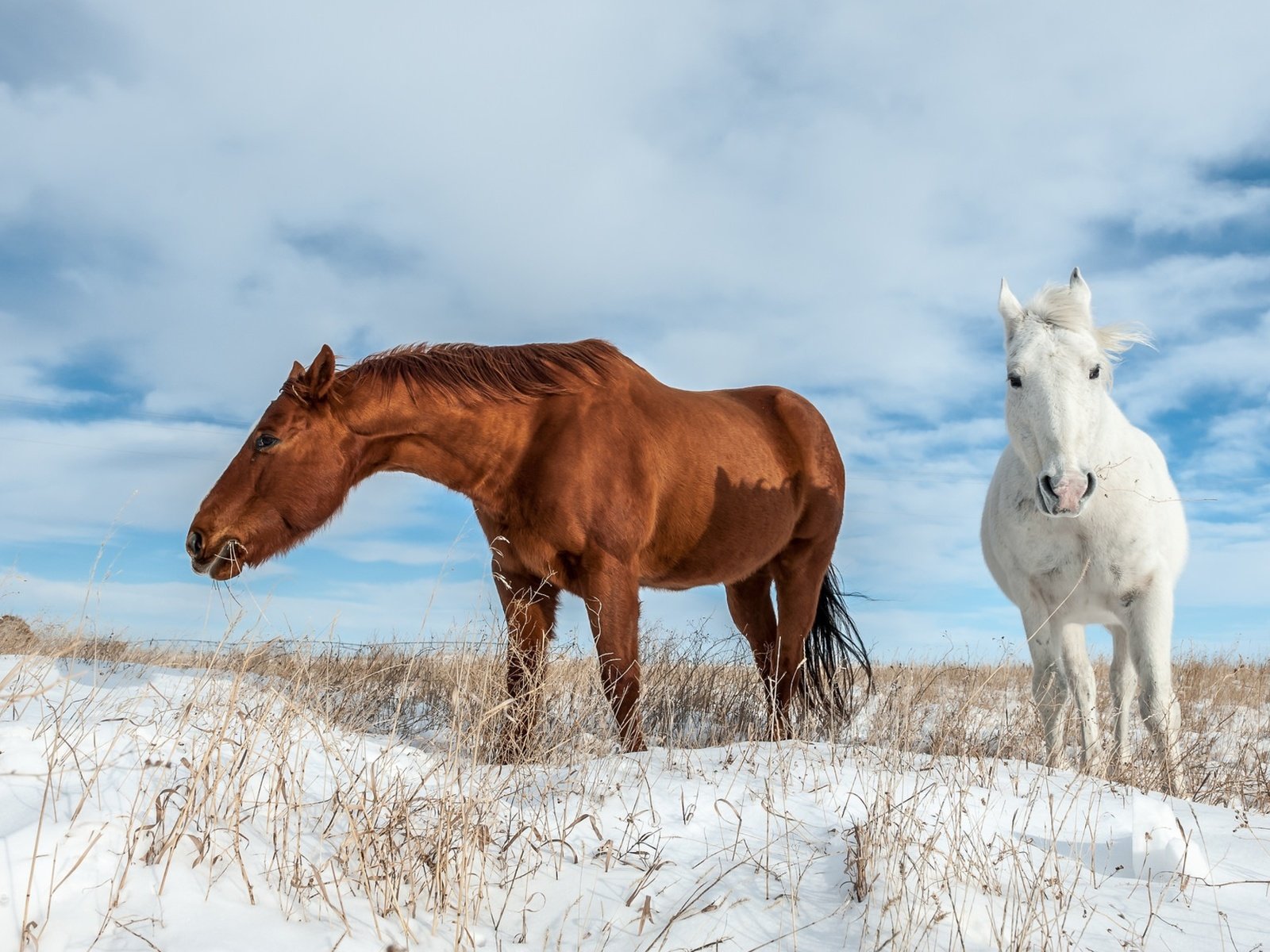 Обои небо, облака, снег, поле, лошади, кони, сухая трава, пасутся, the sky, clouds, snow, field, horse, horses, dry grass, grazing разрешение 3840x2160 Загрузить