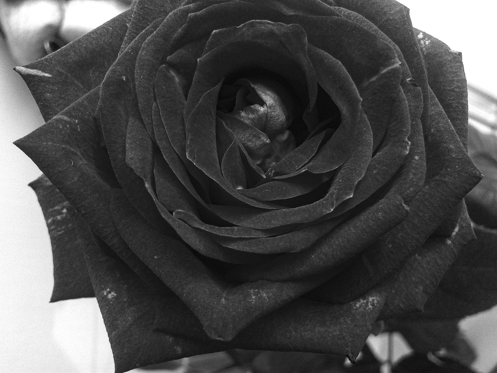 Обои цветок, роза, лепестки, чёрно-белое, flower, rose, petals, black and white разрешение 2560x1920 Загрузить