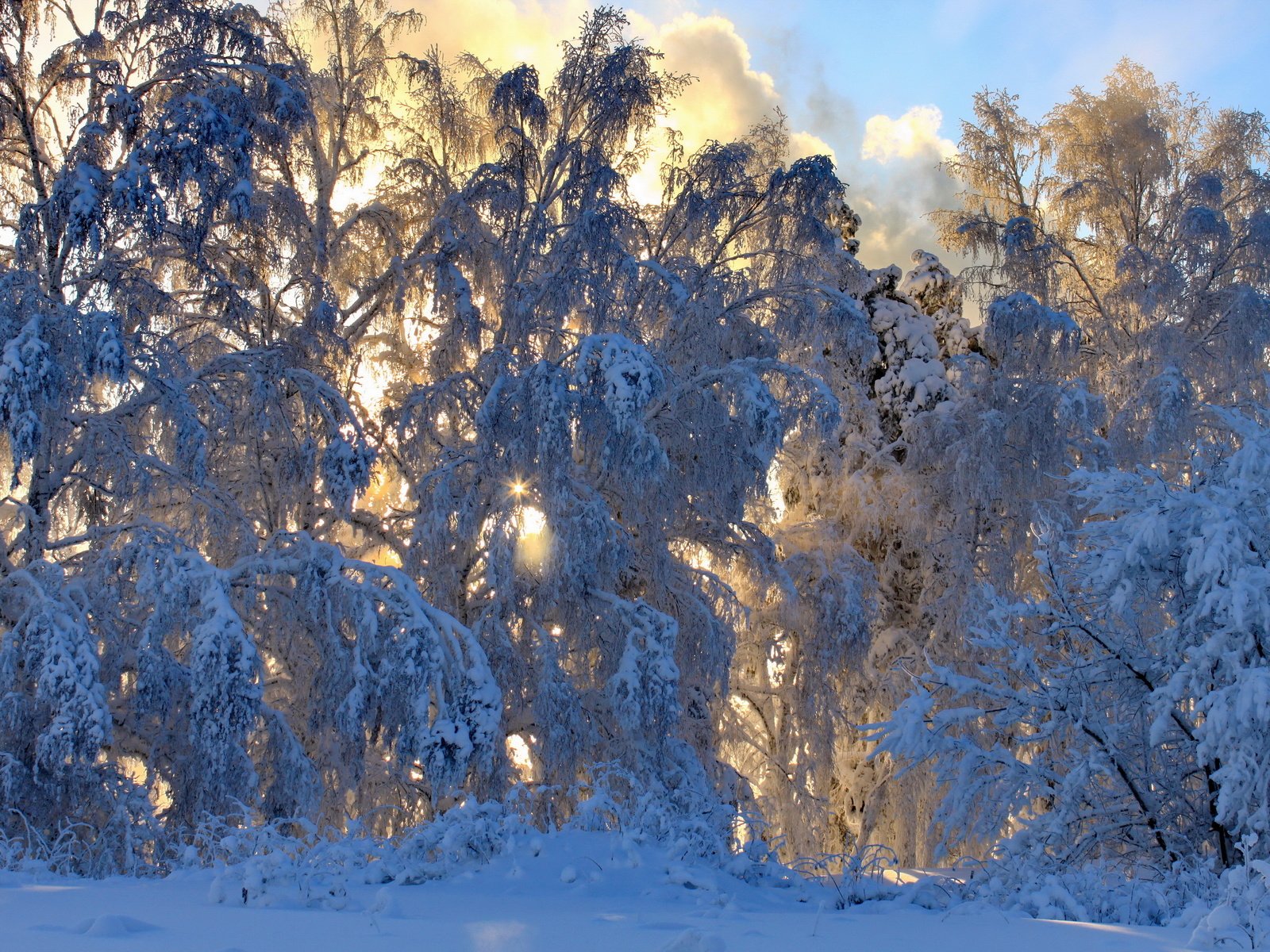 Обои снег, природа, лес, зима, ветки,     деревья, snow, nature, forest, winter, branches, trees разрешение 3456x2304 Загрузить