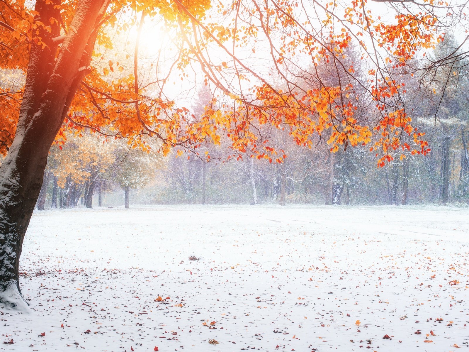 Обои снег, природа, зима, парк, осень, осенние листья,     дерево, snow, nature, winter, park, autumn, autumn leaves, tree разрешение 4500x3003 Загрузить