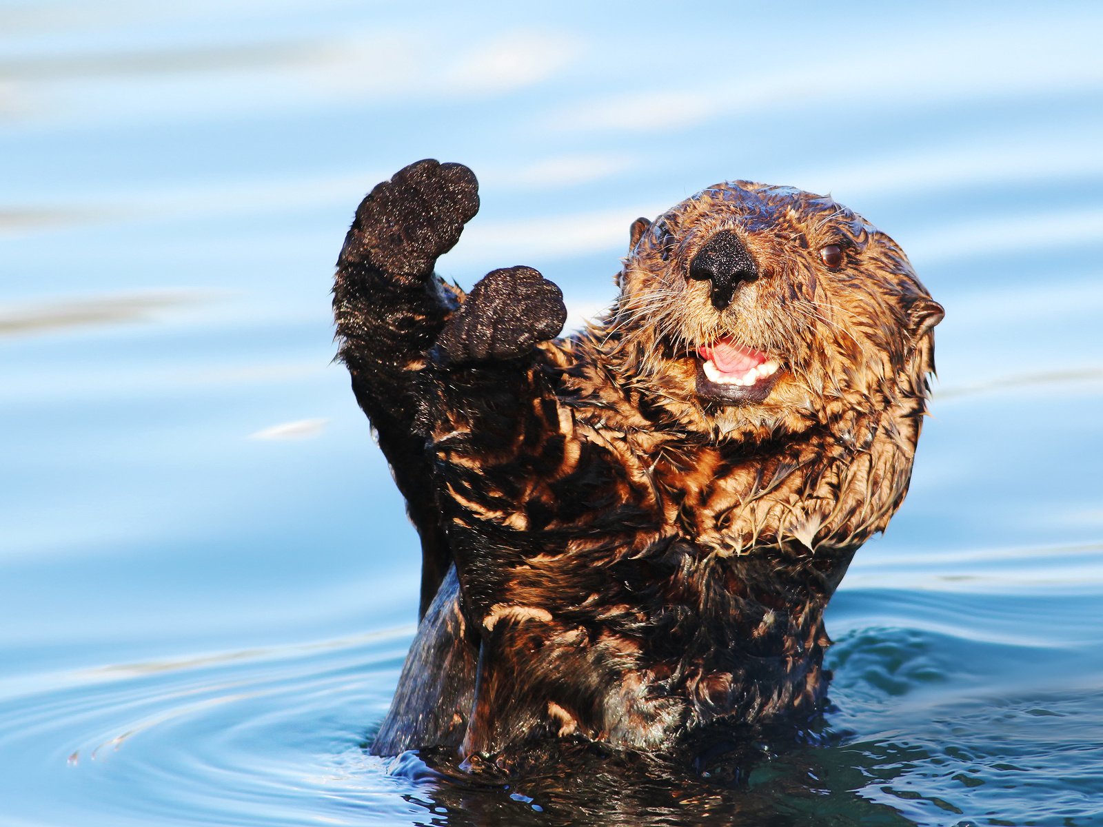 Обои вода, мордочка, взгляд, животное, лапки, выдра, water, muzzle, look, animal, legs, otter разрешение 1920x1200 Загрузить