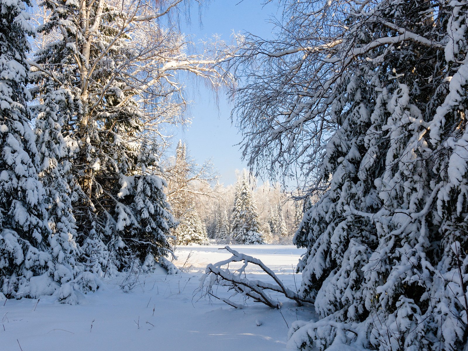 Обои деревья, снег, природа, лес, зима, россия, урал, trees, snow, nature, forest, winter, russia, ural разрешение 2560x1600 Загрузить