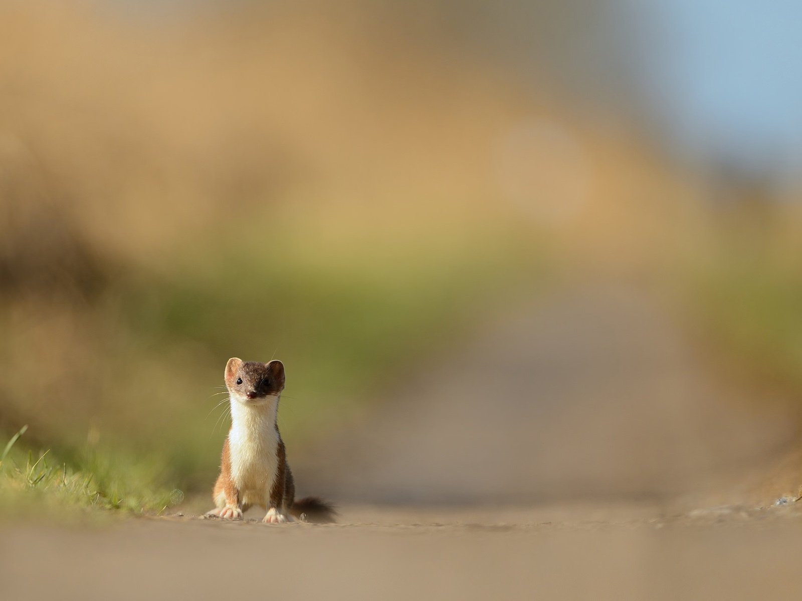 Обои природа, хищник, зверек, куница, горностай, nature, predator, animal, marten, ermine разрешение 1920x1200 Загрузить