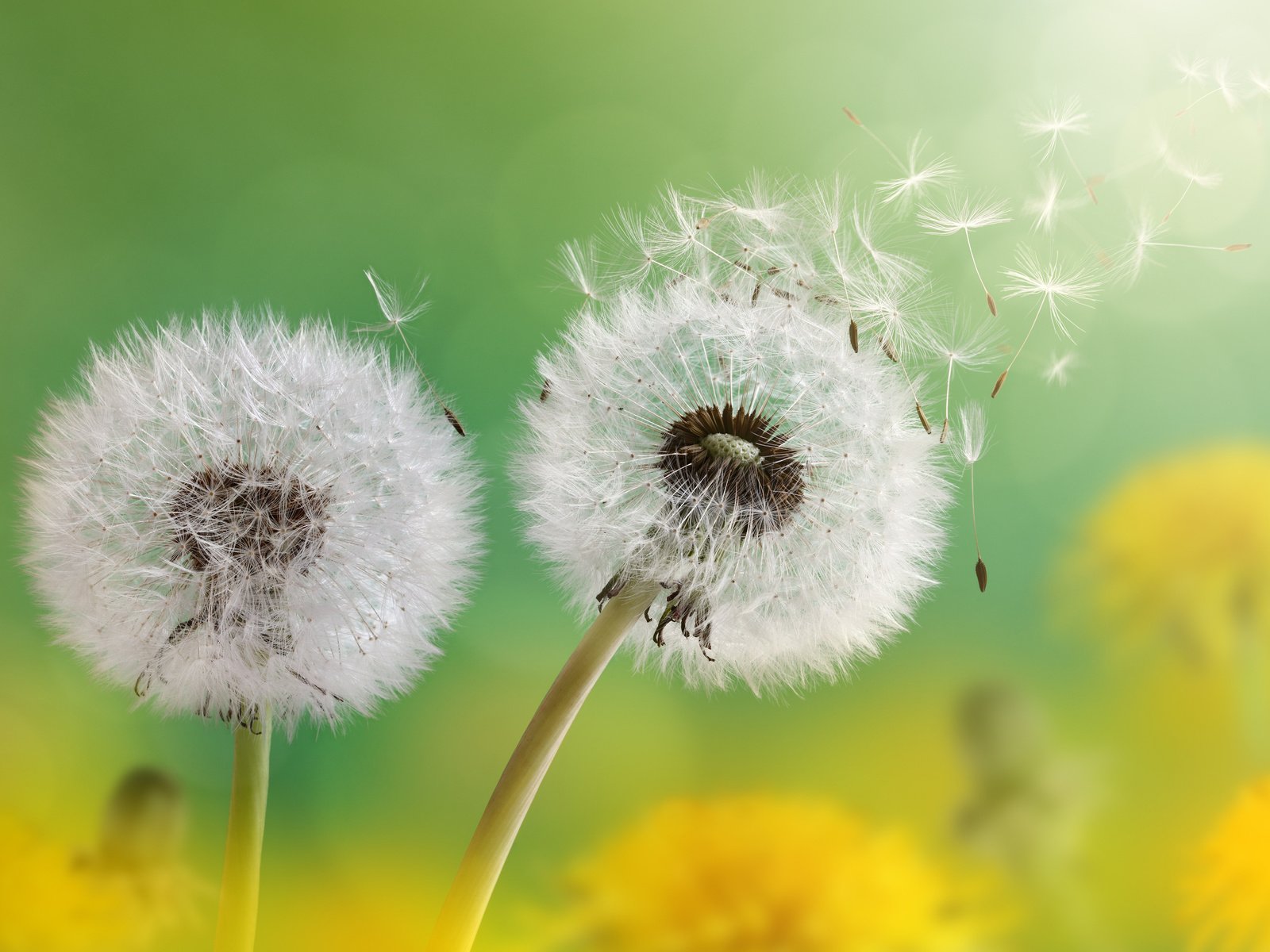 Обои цветы, макро, семена, одуванчики, пух, пушинки, былинки, flowers, macro, seeds, dandelions, fluff, fuzzes, blade разрешение 3840x2400 Загрузить