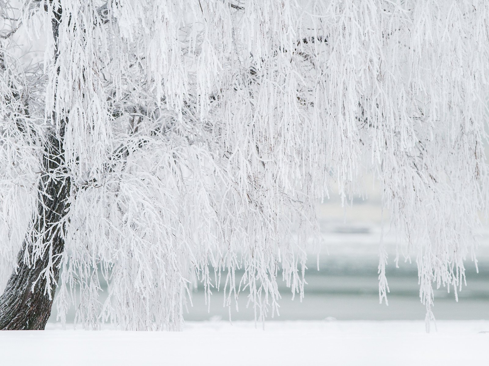 Обои природа, дерево, зима, иней, береза, nature, tree, winter, frost, birch разрешение 2880x1800 Загрузить