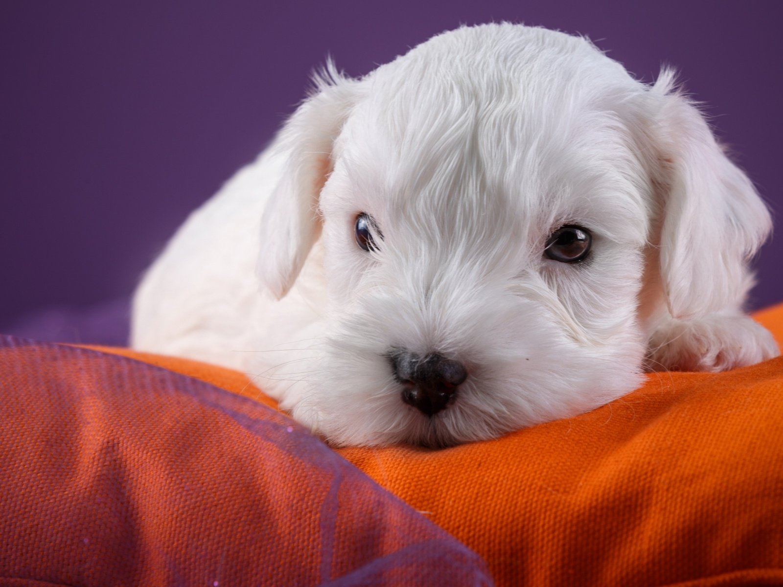 Обои собака, щенок, вест-хайленд-уайт-терьер, dog, puppy, the west highland white terrier разрешение 2880x1800 Загрузить