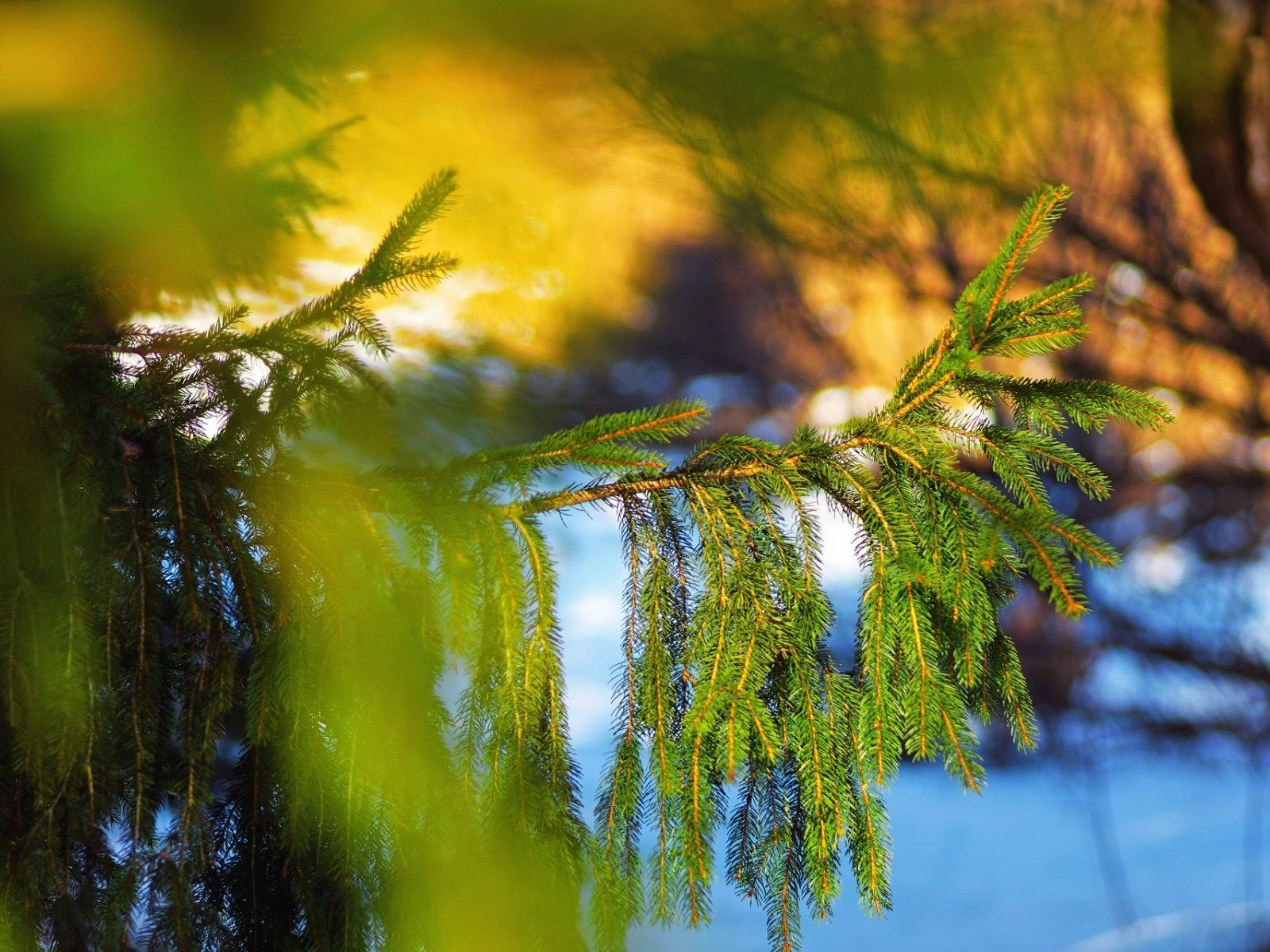 Обои дерево, хвоя, макро, ветки, ель, tree, needles, macro, branches, spruce разрешение 1920x1200 Загрузить