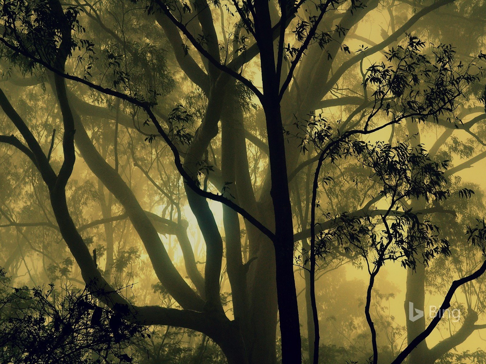 Обои деревья, природа, лес, туман, индия, карнатака, trees, nature, forest, fog, india, karnataka разрешение 1920x1200 Загрузить