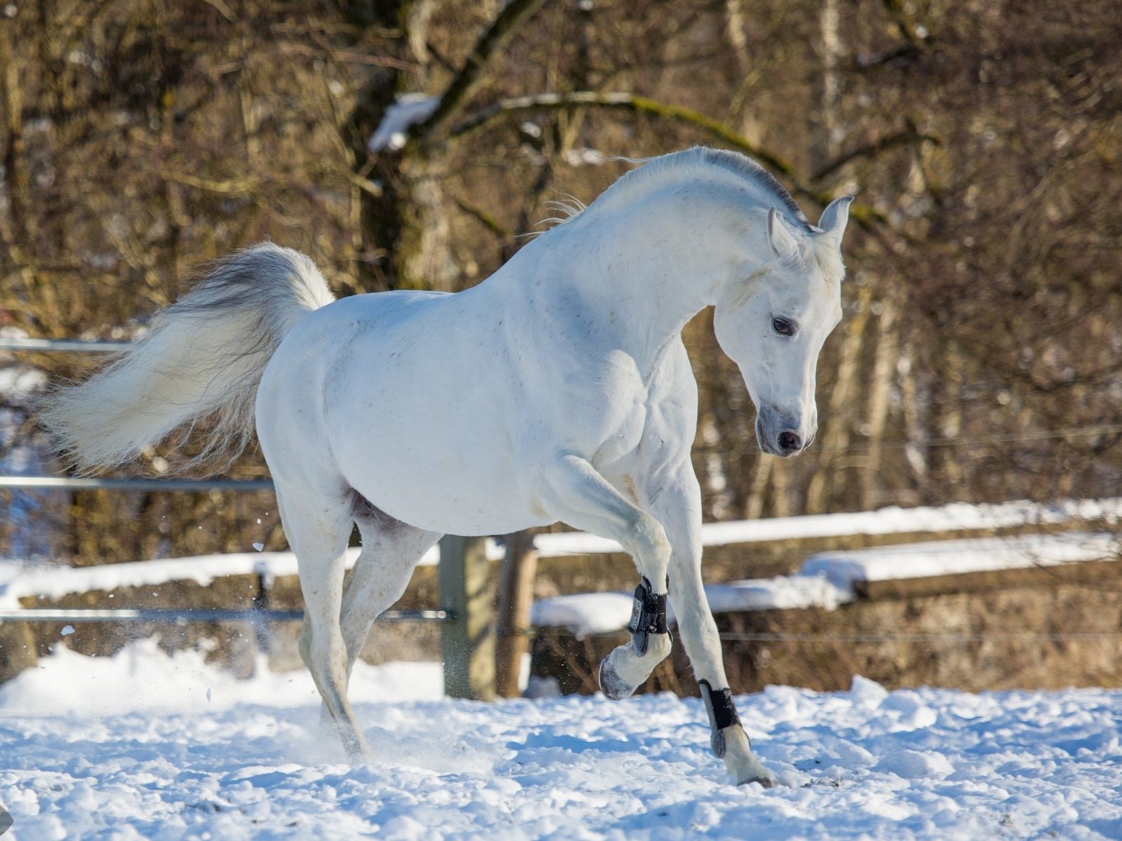 Обои лошадь, снег, зима, конь, бег, грация, (с) oliverseitz, horse, snow, winter, running, grace, (c) oliverseitz разрешение 2880x1800 Загрузить