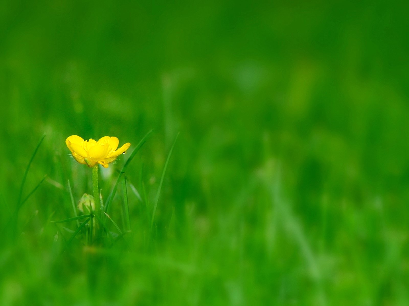 Обои трава, цветок, луг, полянка, grass, flower, meadow, clearing разрешение 1920x1200 Загрузить