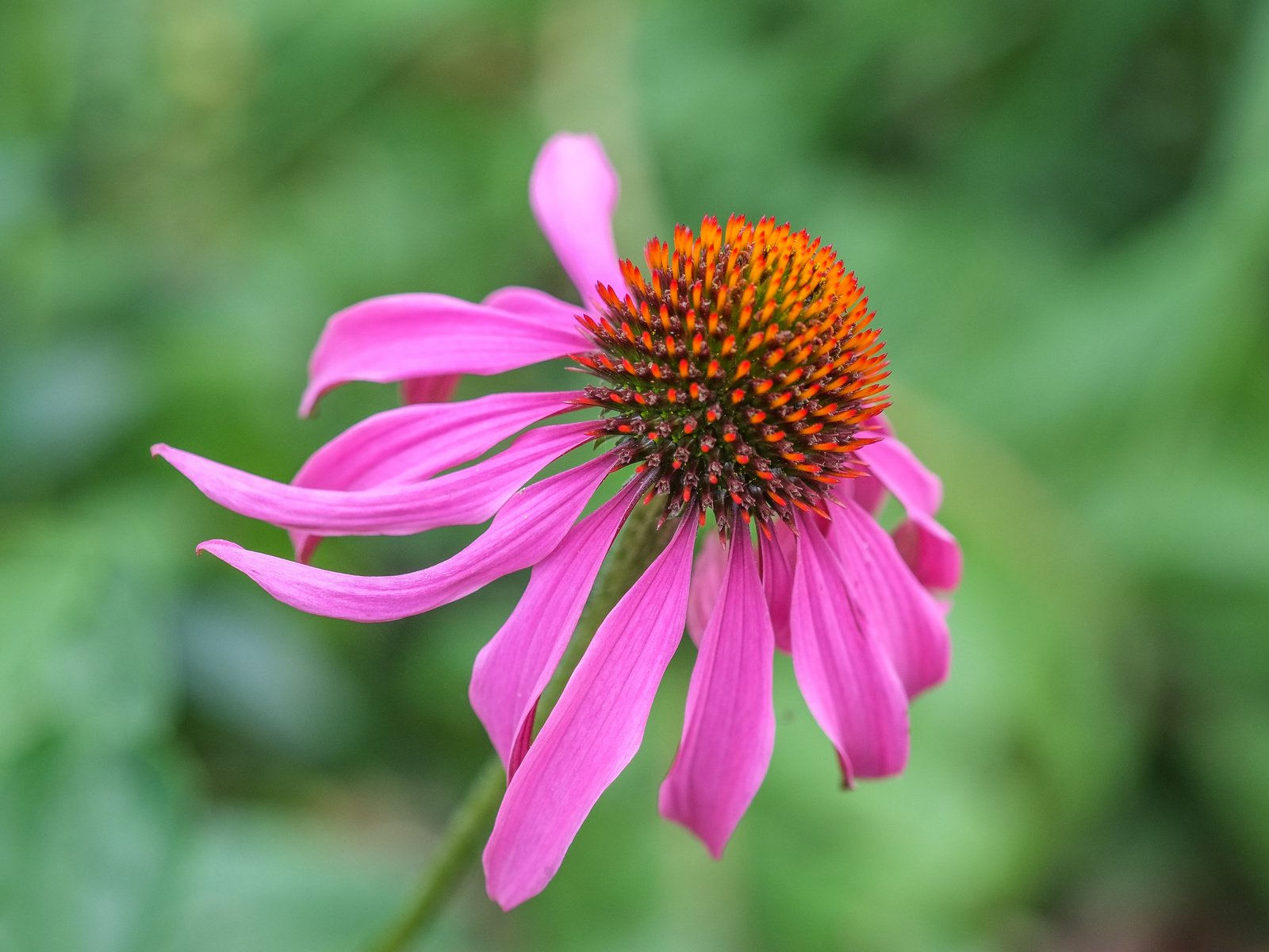 Обои цветок, лепестки, размытость, эхинацея, flower, petals, blur, echinacea разрешение 4896x3264 Загрузить