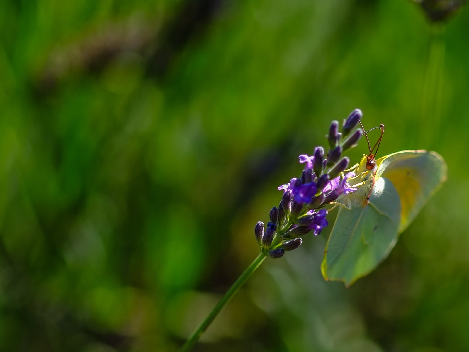 Обои природа, растения, насекомое, фон, цветок, лаванда, бабочка, nature, plants, insect, background, flower, lavender, butterfly разрешение 3090x1868 Загрузить