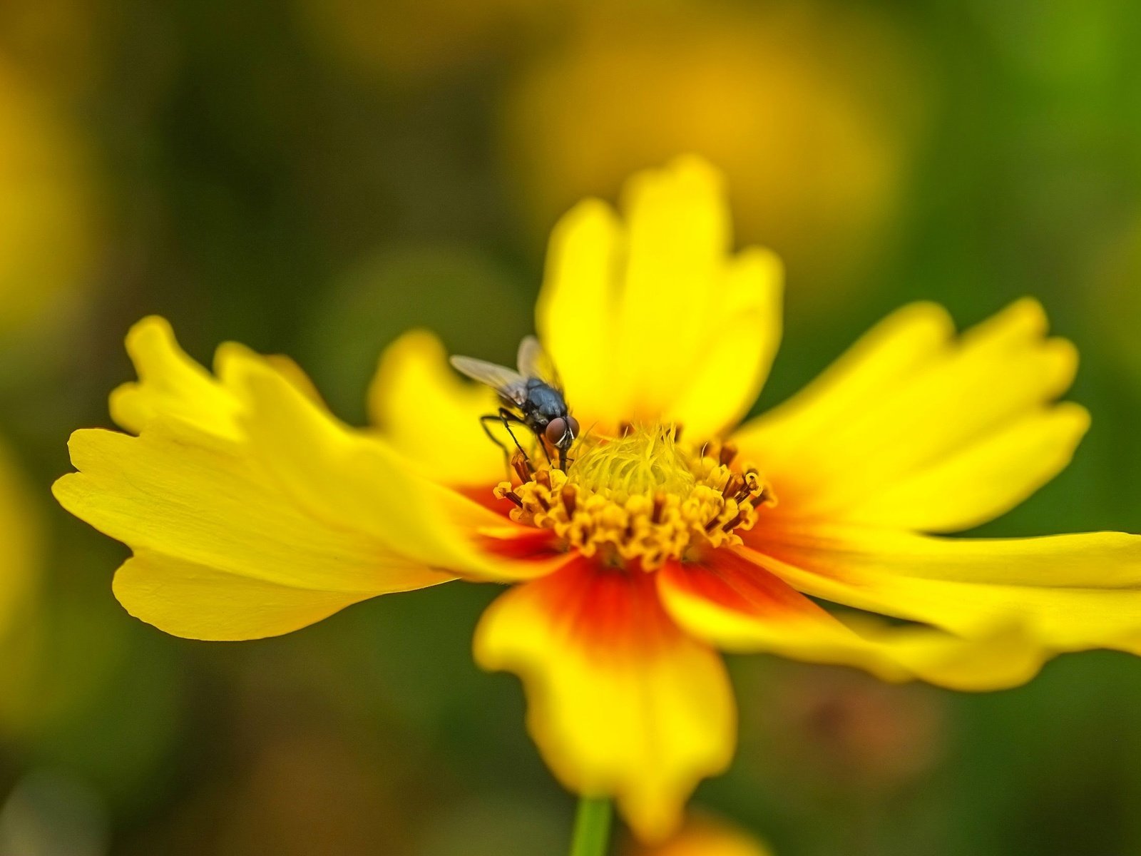 Обои насекомое, цветок, лепестки, муха, insect, flower, petals, fly разрешение 2496x1664 Загрузить