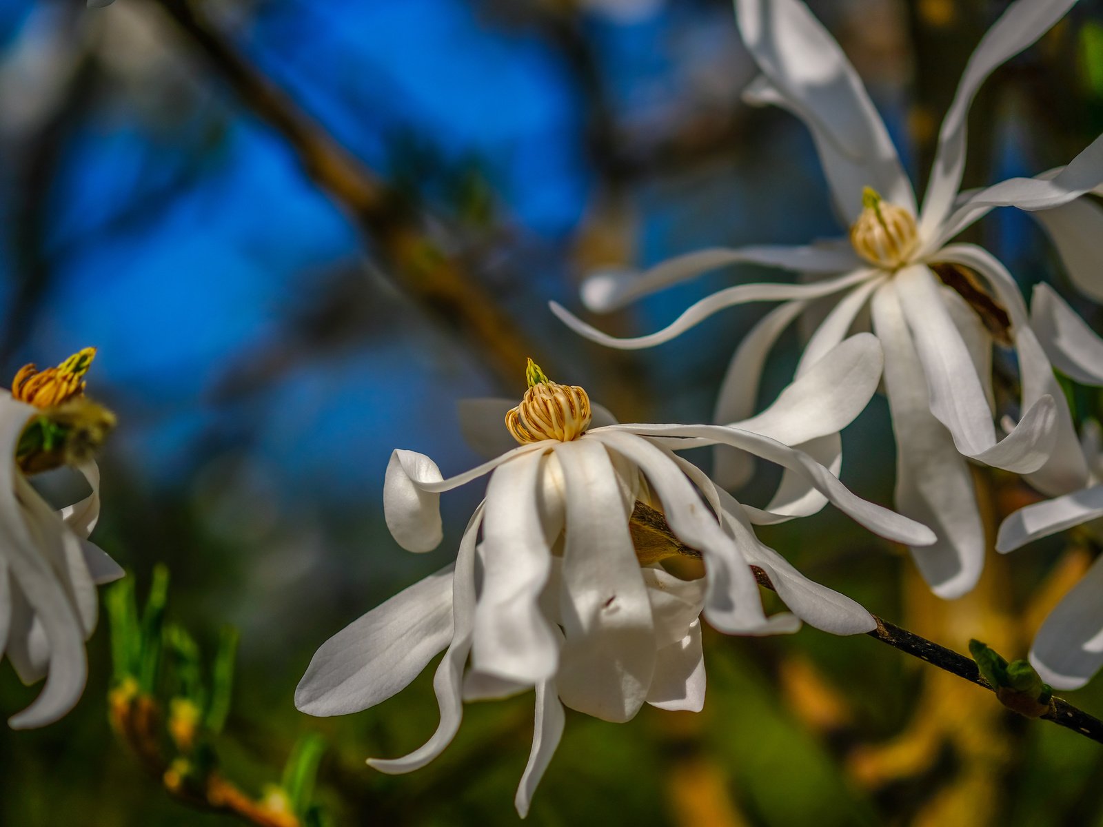 Обои цветы, цветение, весна, белые, магнолия, flowers, flowering, spring, white, magnolia разрешение 6000x4000 Загрузить