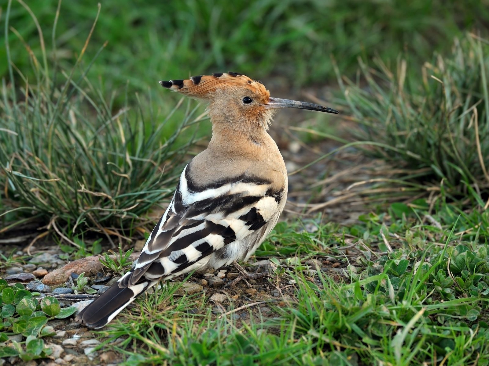 Обои трава, животные, птицы, клюв, перья, удод, grass, animals, birds, beak, feathers, hoopoe разрешение 2048x1363 Загрузить