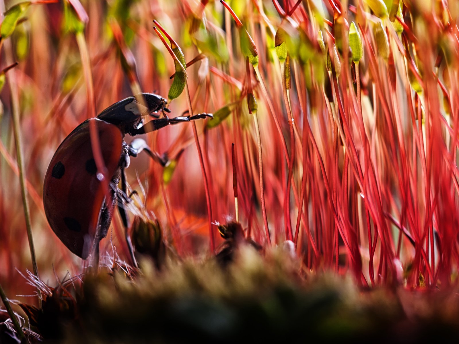 Обои растения, жук, макро, насекомое, божья коровка, мох, plants, beetle, macro, insect, ladybug, moss разрешение 1920x1300 Загрузить