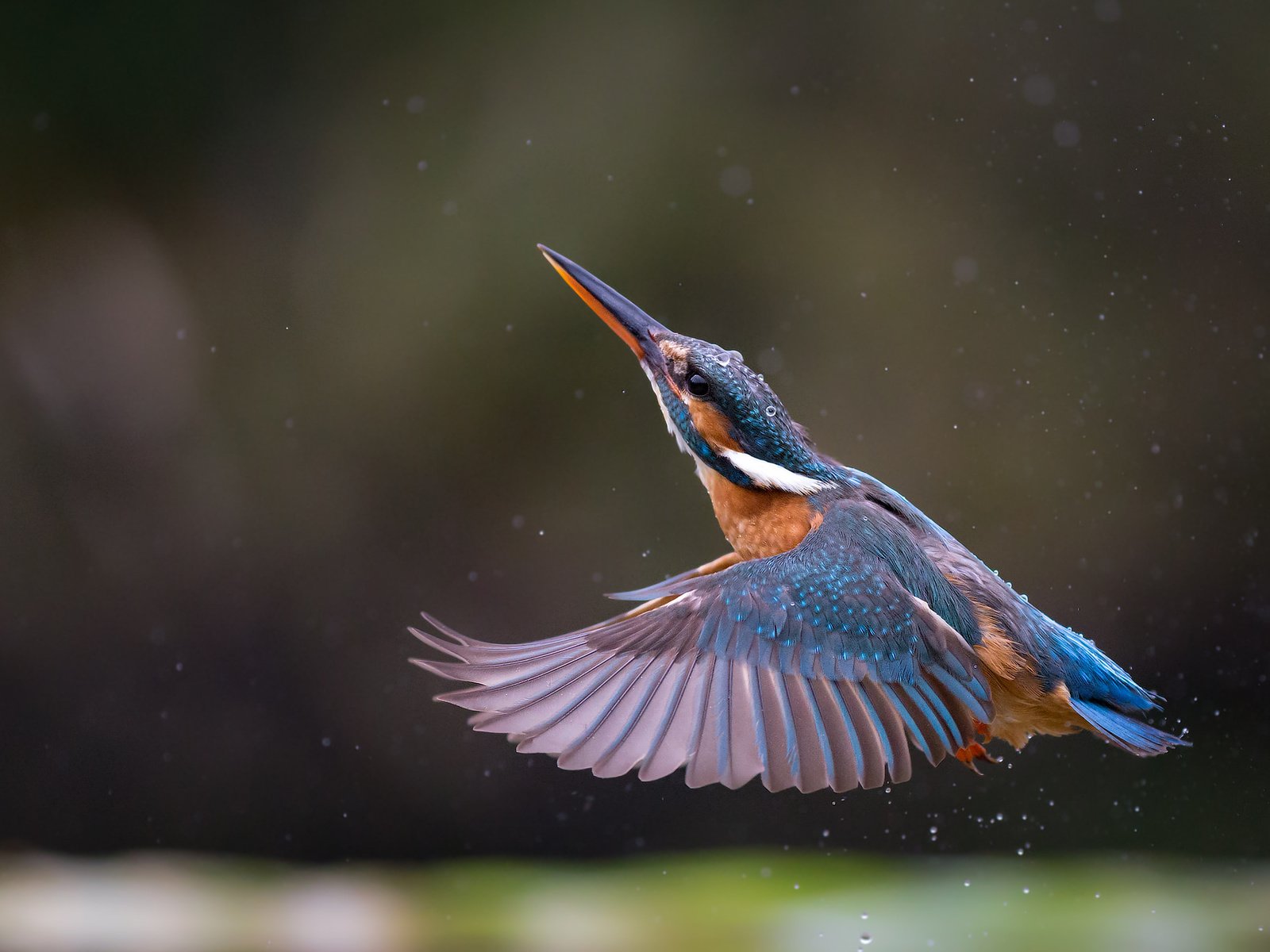 Обои полет, крылья, птица, клюв, перья, зимородок, flight, wings, bird, beak, feathers, kingfisher разрешение 2048x1366 Загрузить