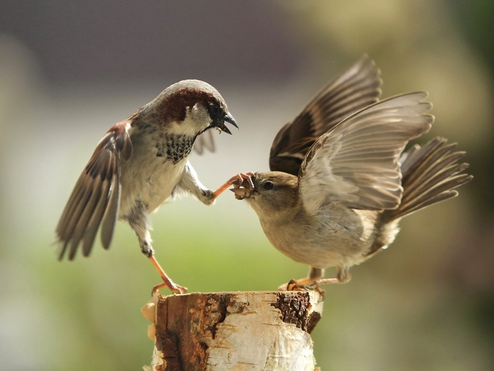 Обои крылья, птицы, клюв, воробей, перья, драка, воробьи, ссора, wings, birds, beak, sparrow, feathers, fight, sparrows разрешение 2000x1388 Загрузить