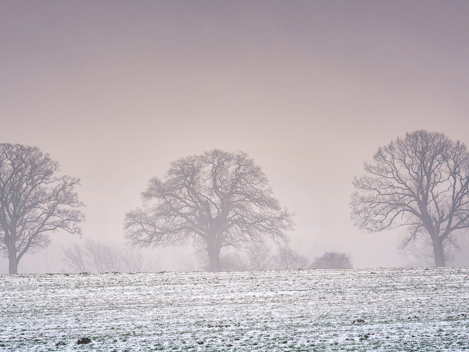 Обои деревья, снег, природа, зима, пейзаж, поле, trees, snow, nature, winter, landscape, field разрешение 2880x1800 Загрузить