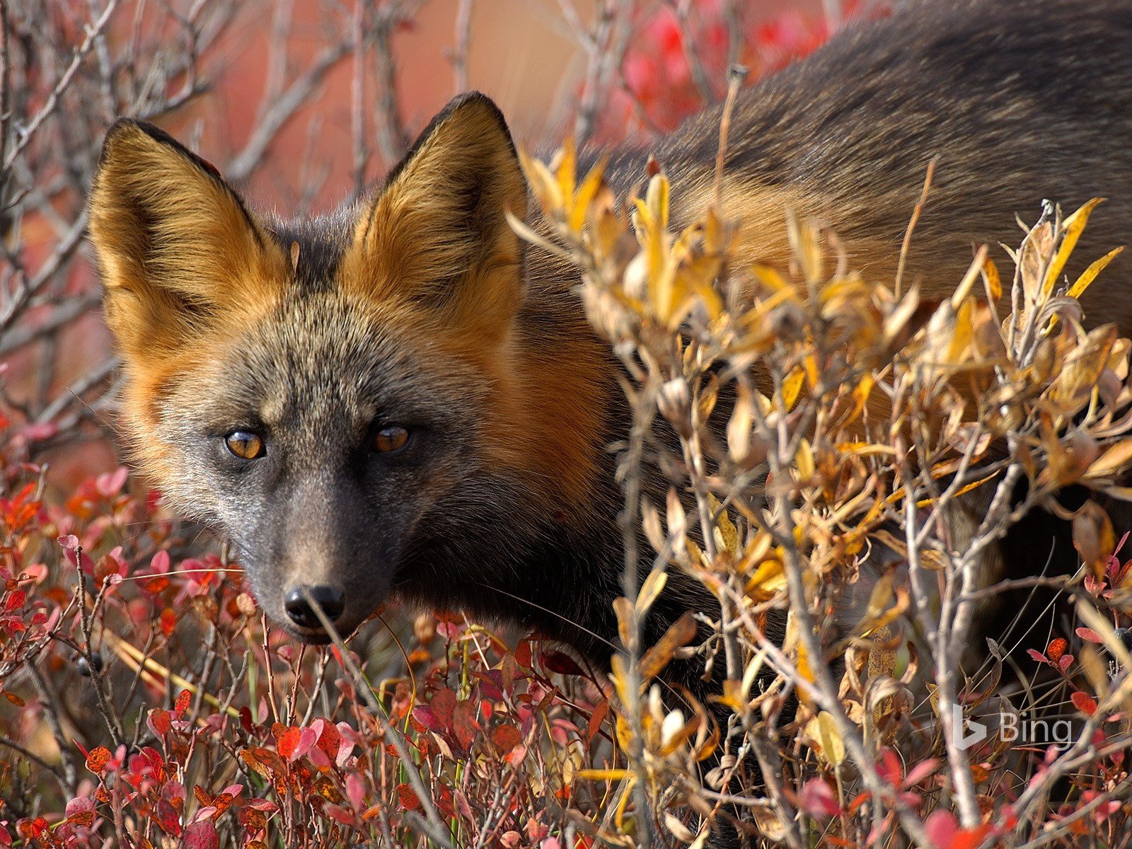 Обои глаза, природа, листья, взгляд, осень, лиса, лисица, канада, eyes, nature, leaves, look, autumn, fox, canada разрешение 1920x1200 Загрузить